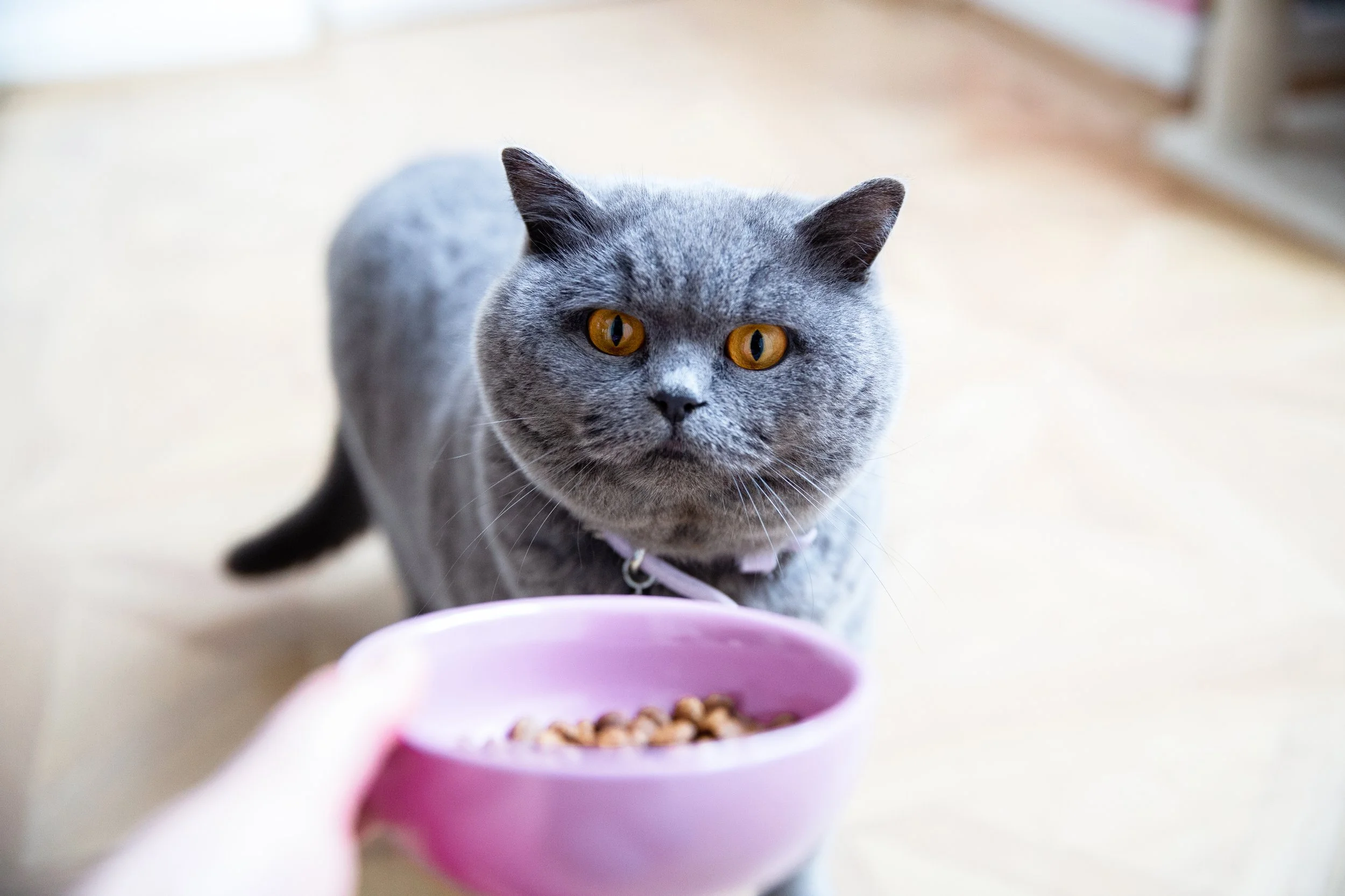 pet photographer cat photographer cat brand cat lifestyle cat luxury cat models cat content cat food