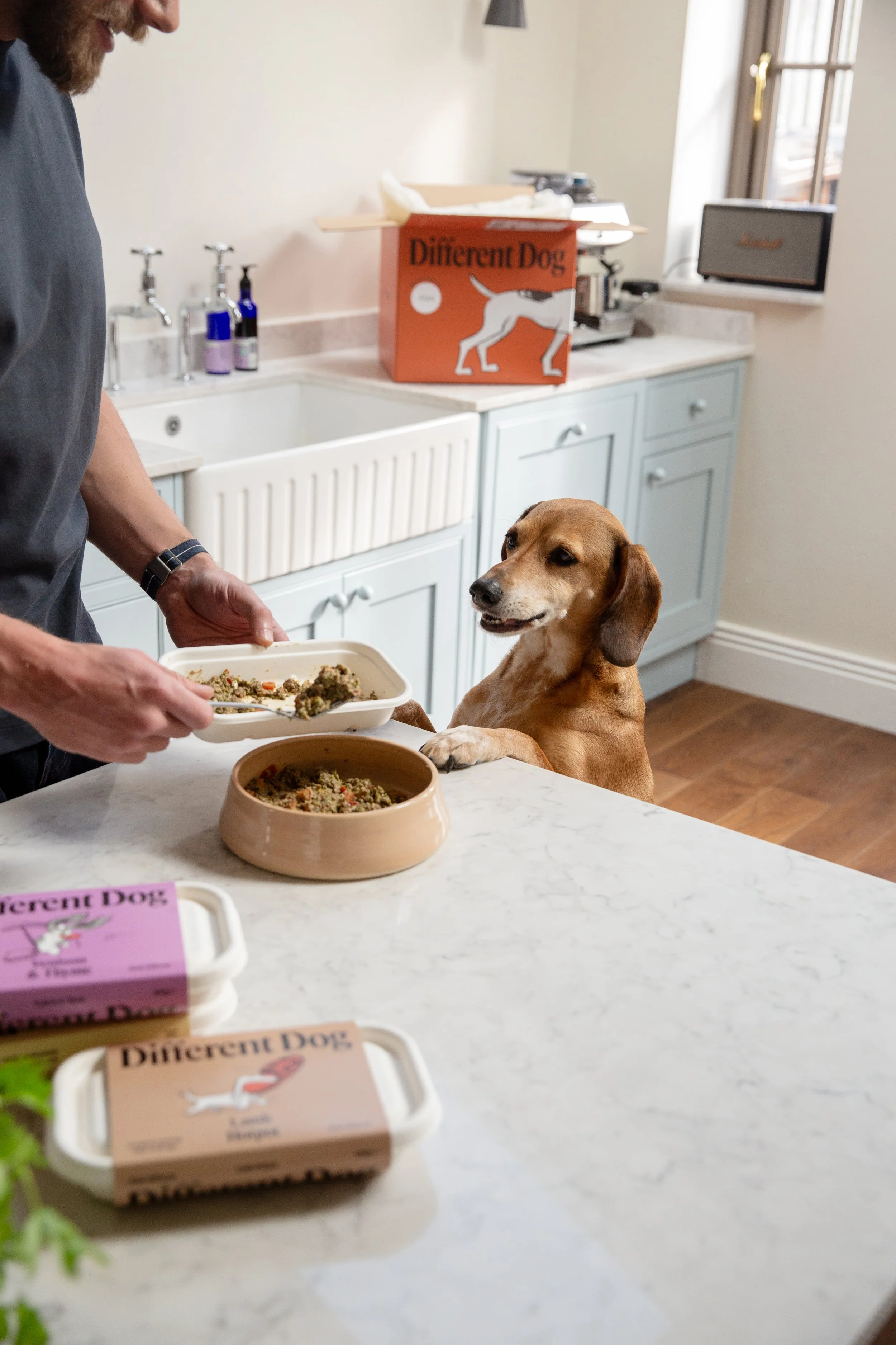 Manchester pet photographer.jpg
