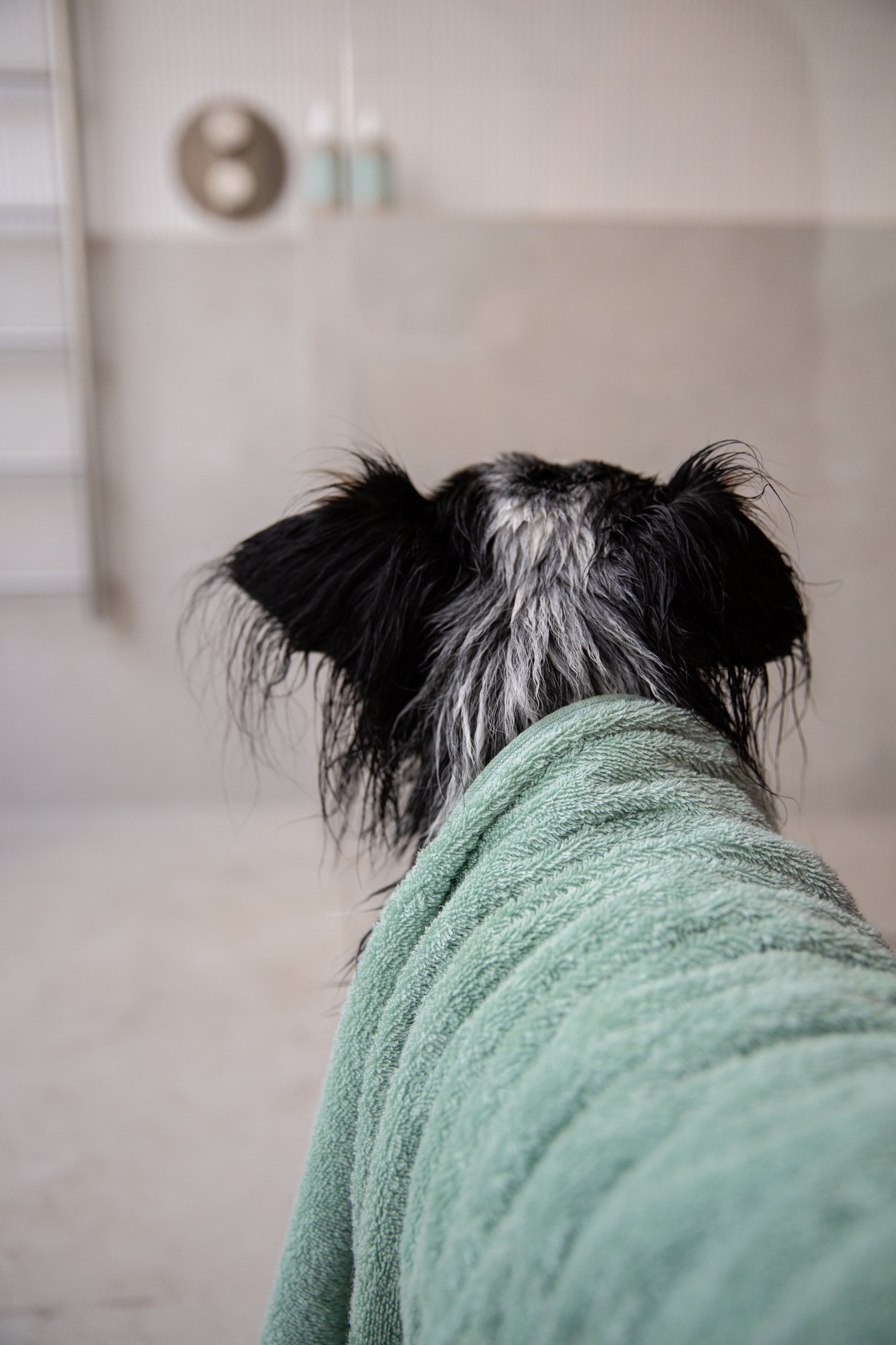Editorial dog photographer UK 