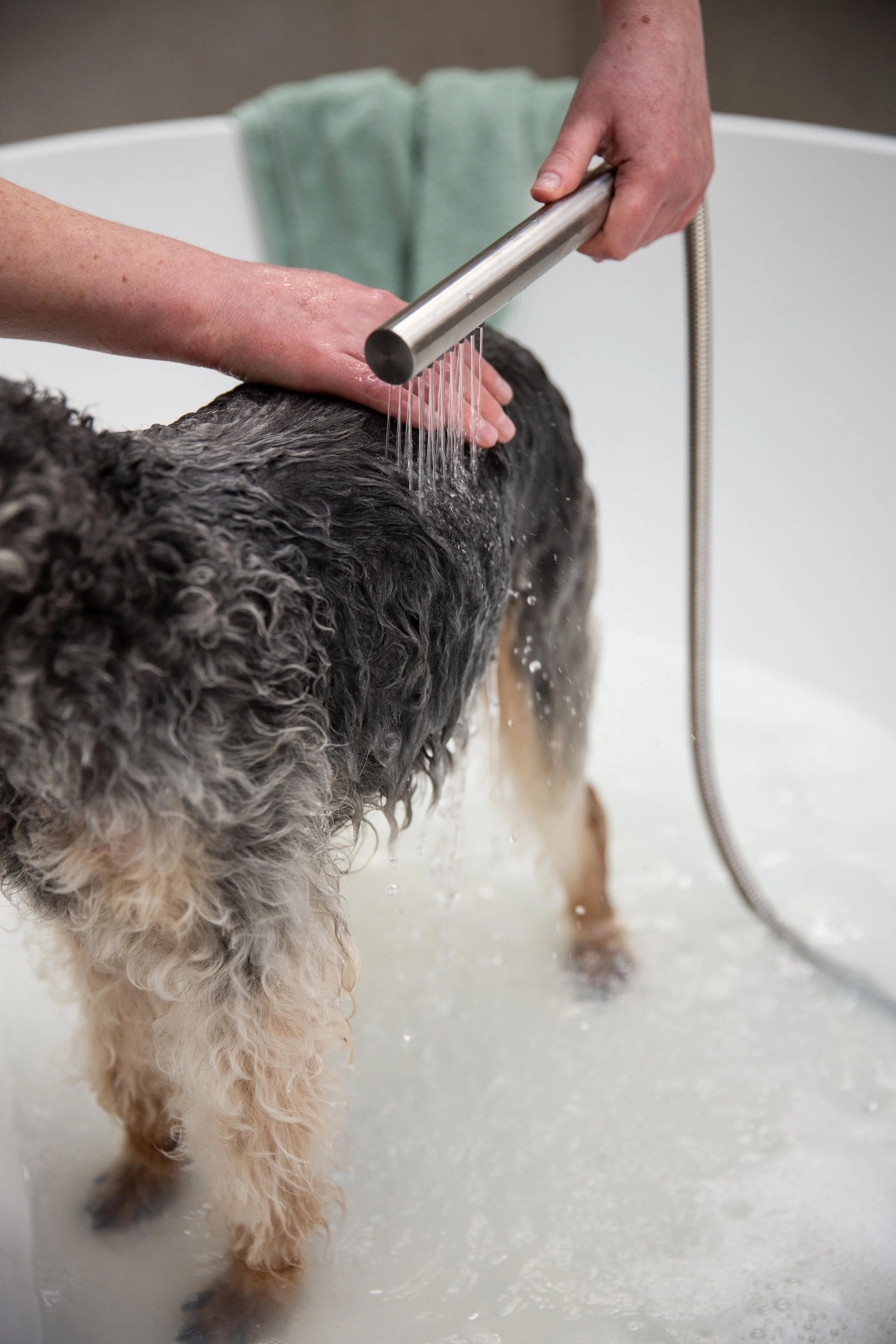 Bedlington Terrier having a bath