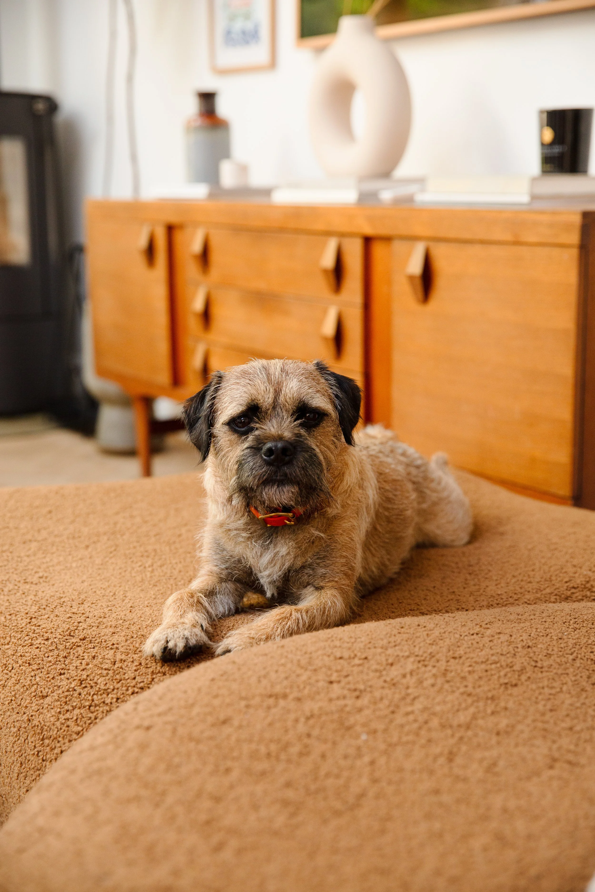 Dog relaxing on brown couch 