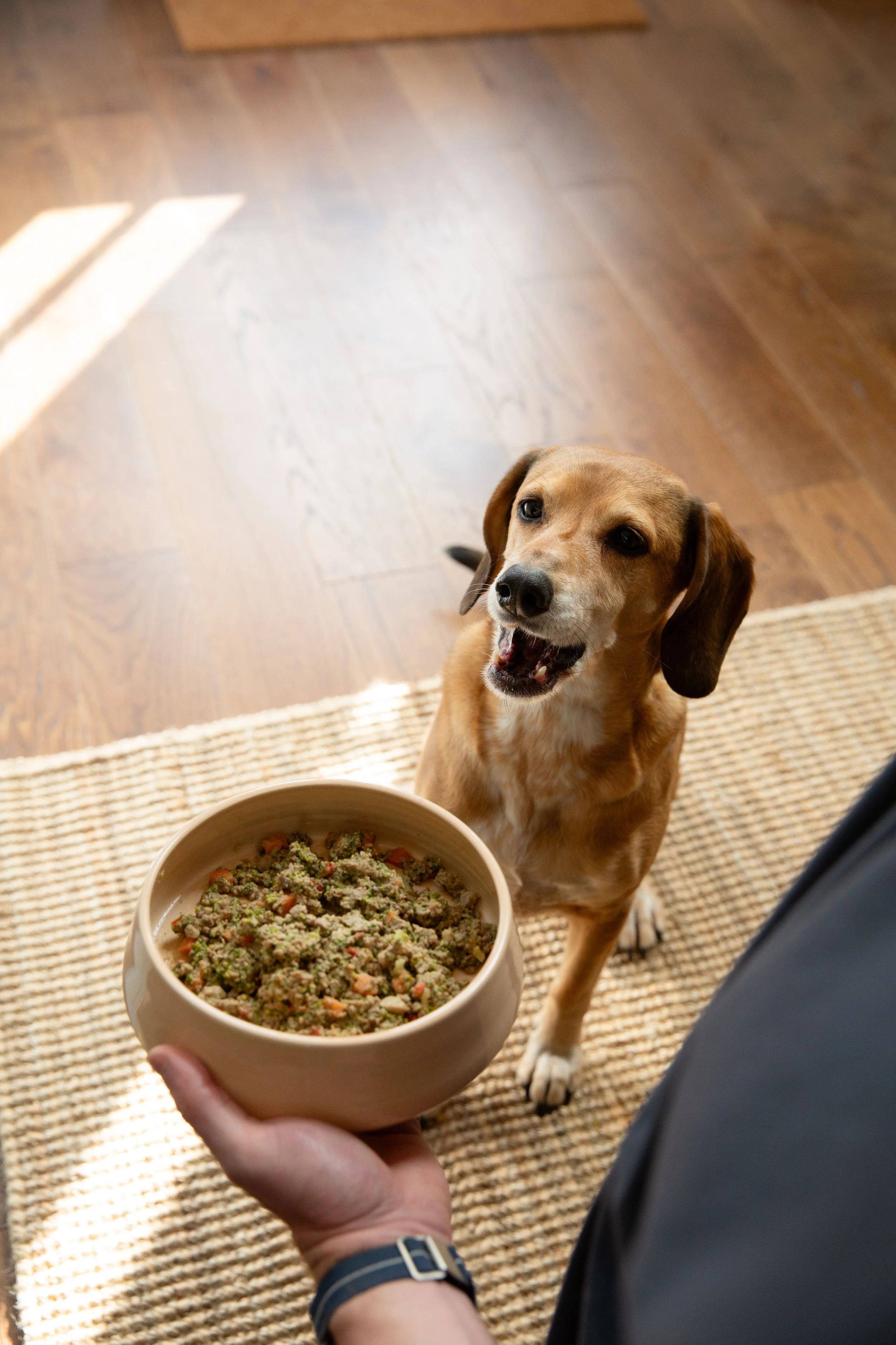 Commercial pet brand photographer UK.jpg