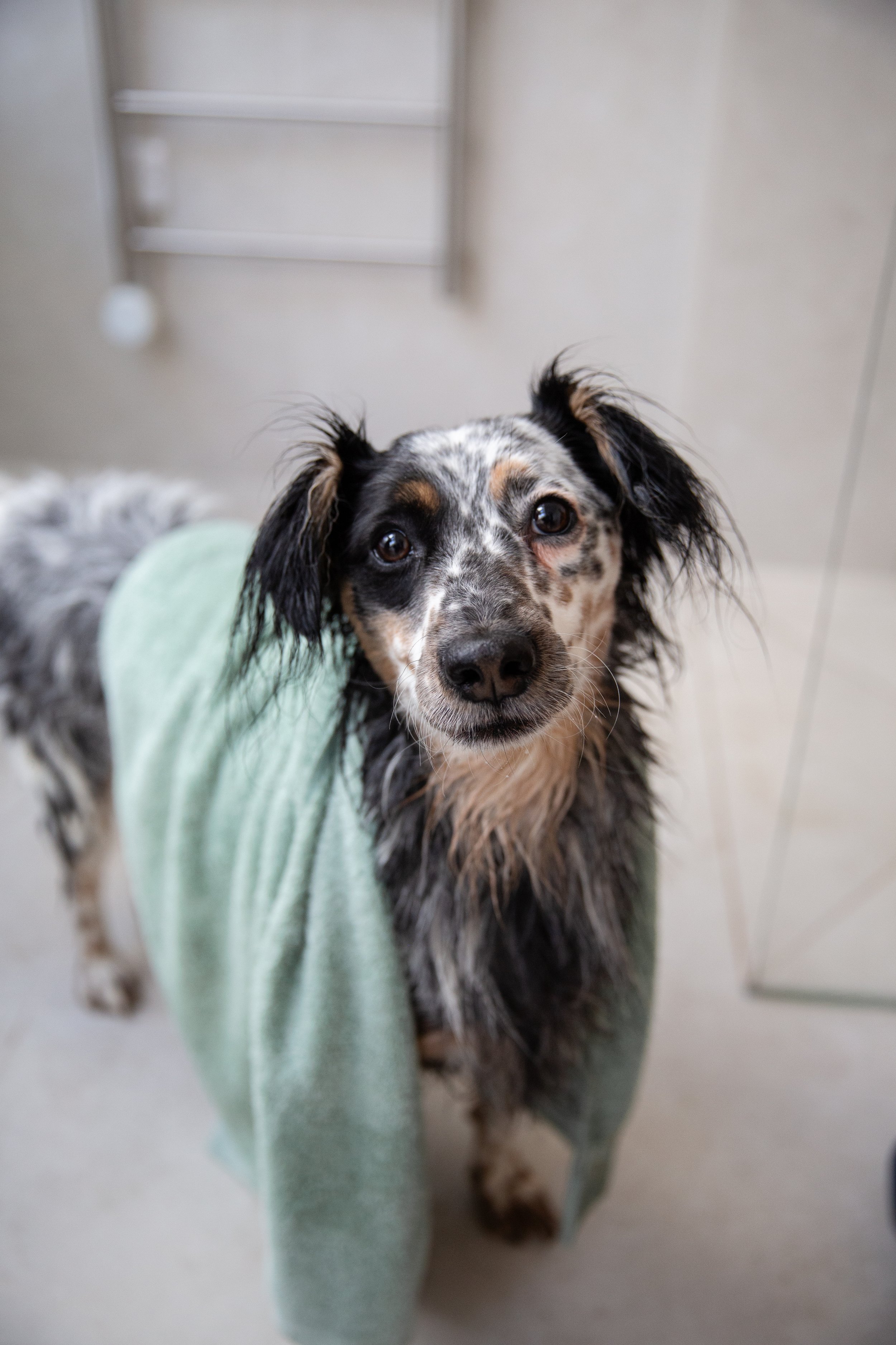 Professional pet photographer UK 