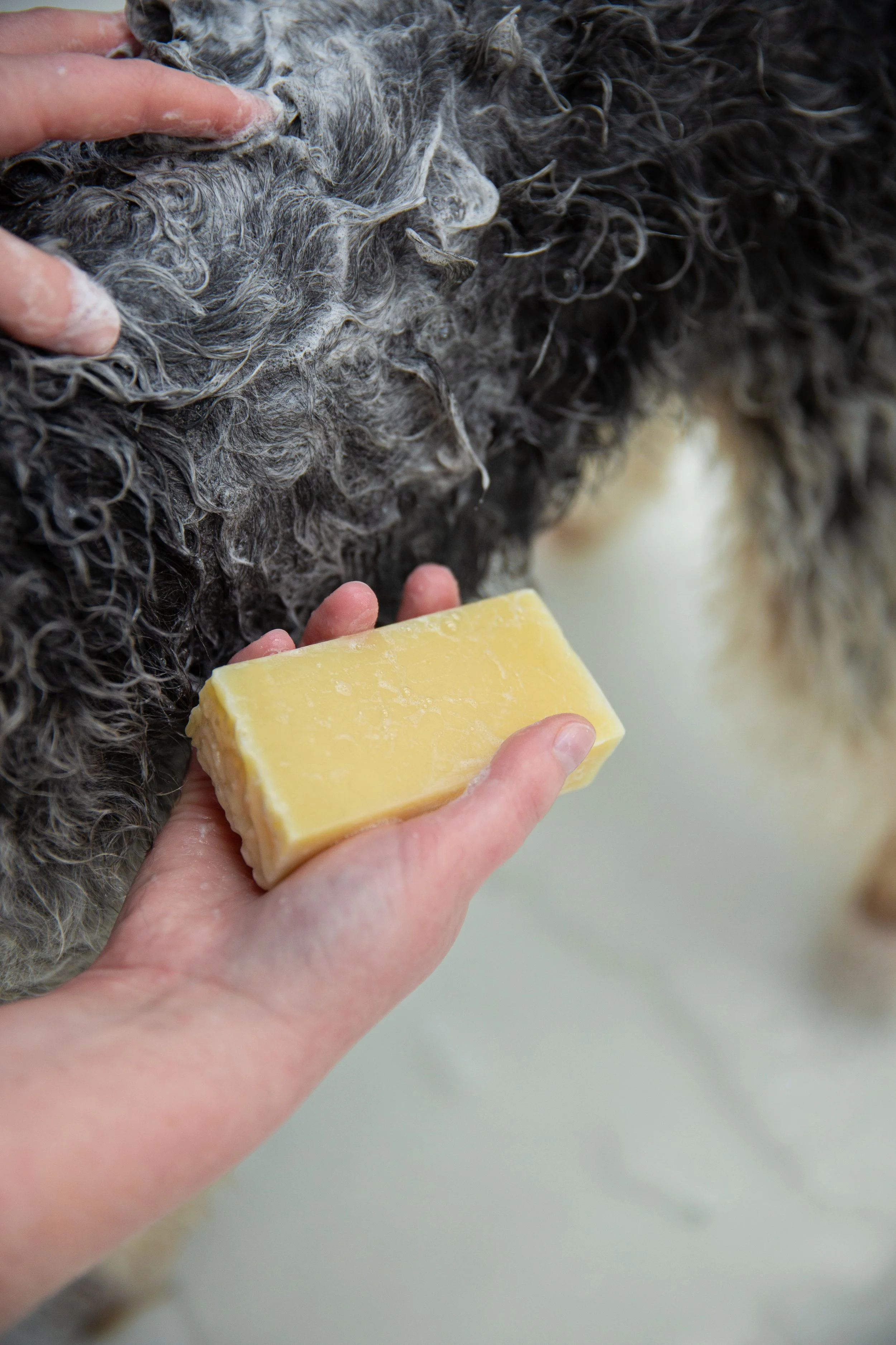 Pawness Dog Shampoo bar