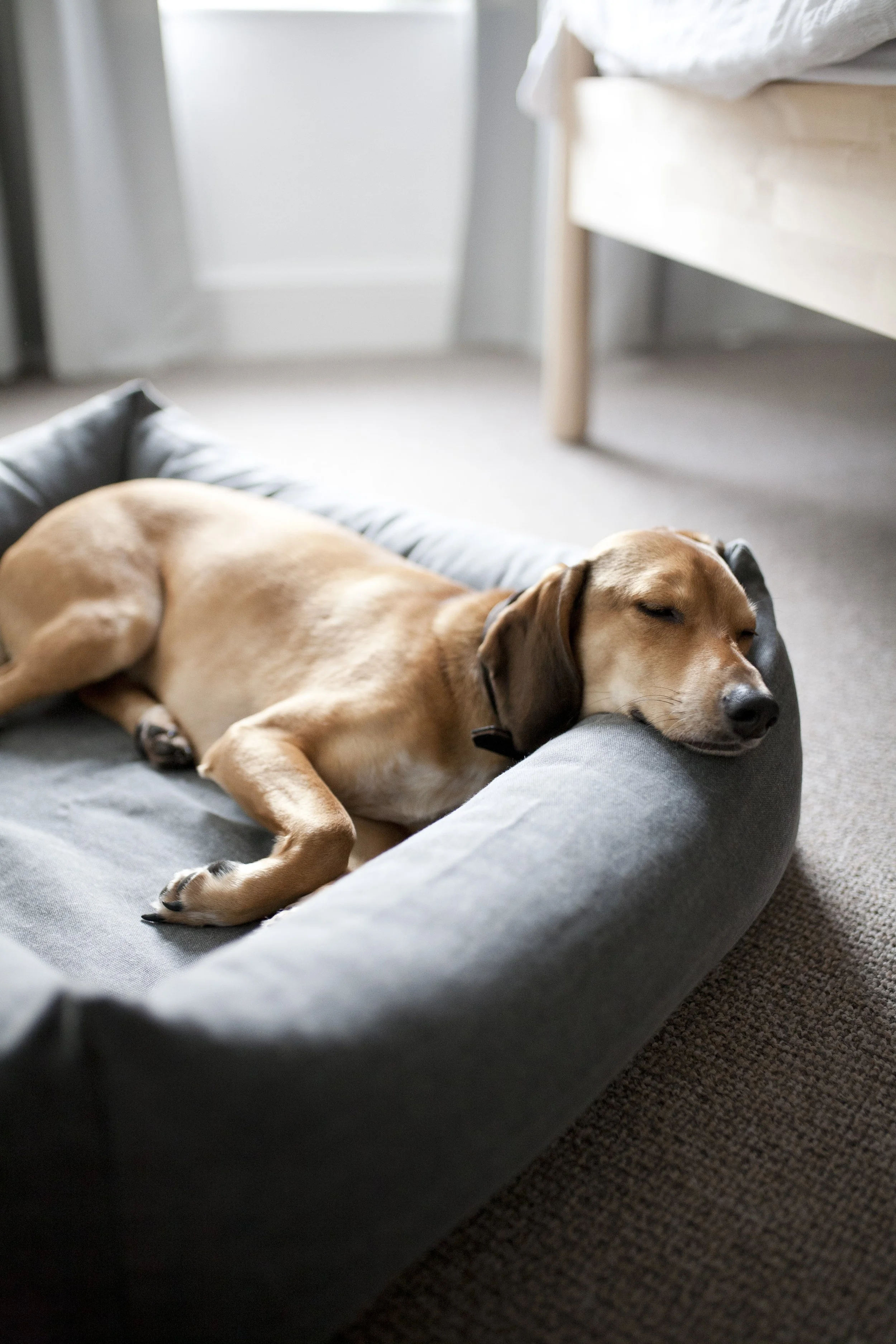 pet stories, pet stories photography, pet photographer sheffield, UK pet photographer, dog photoshoot, dog brand photographer