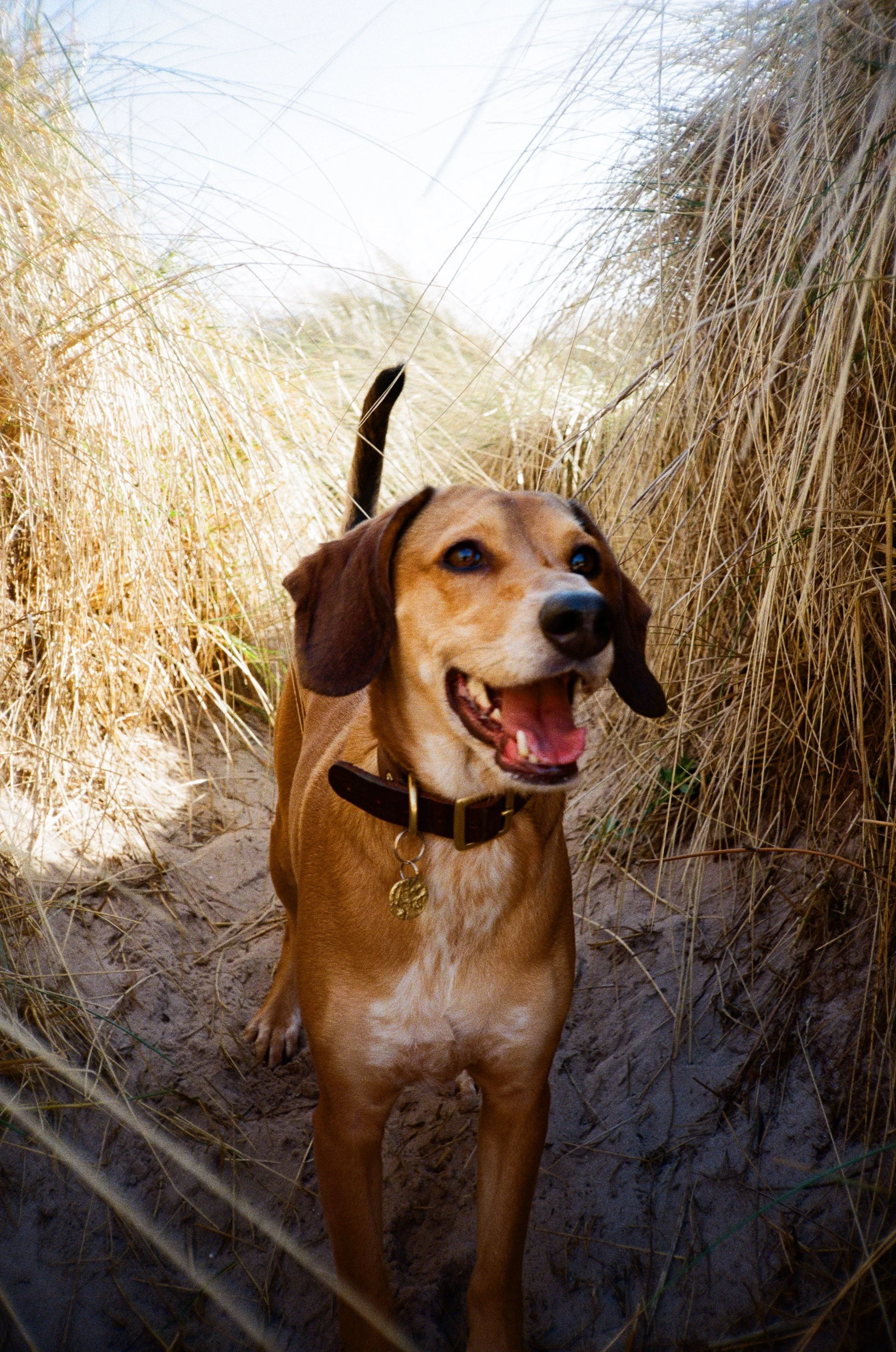 Pet photographer 35mm film
