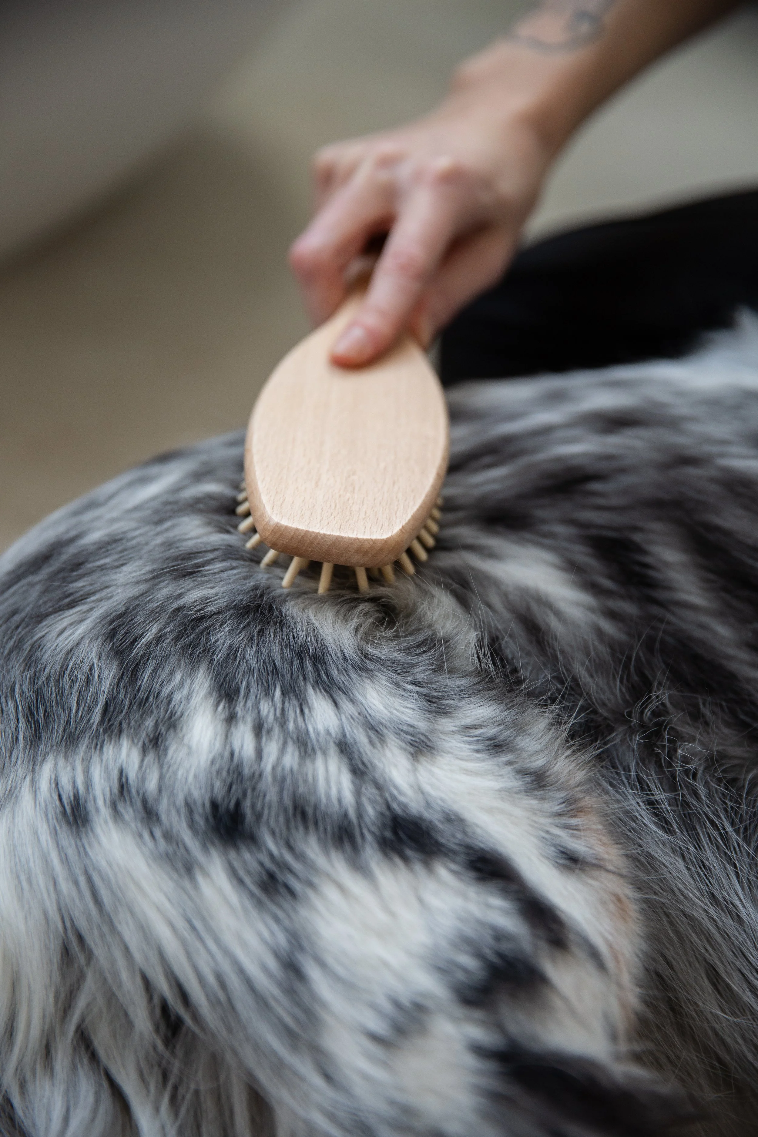 Pawness dog brush 