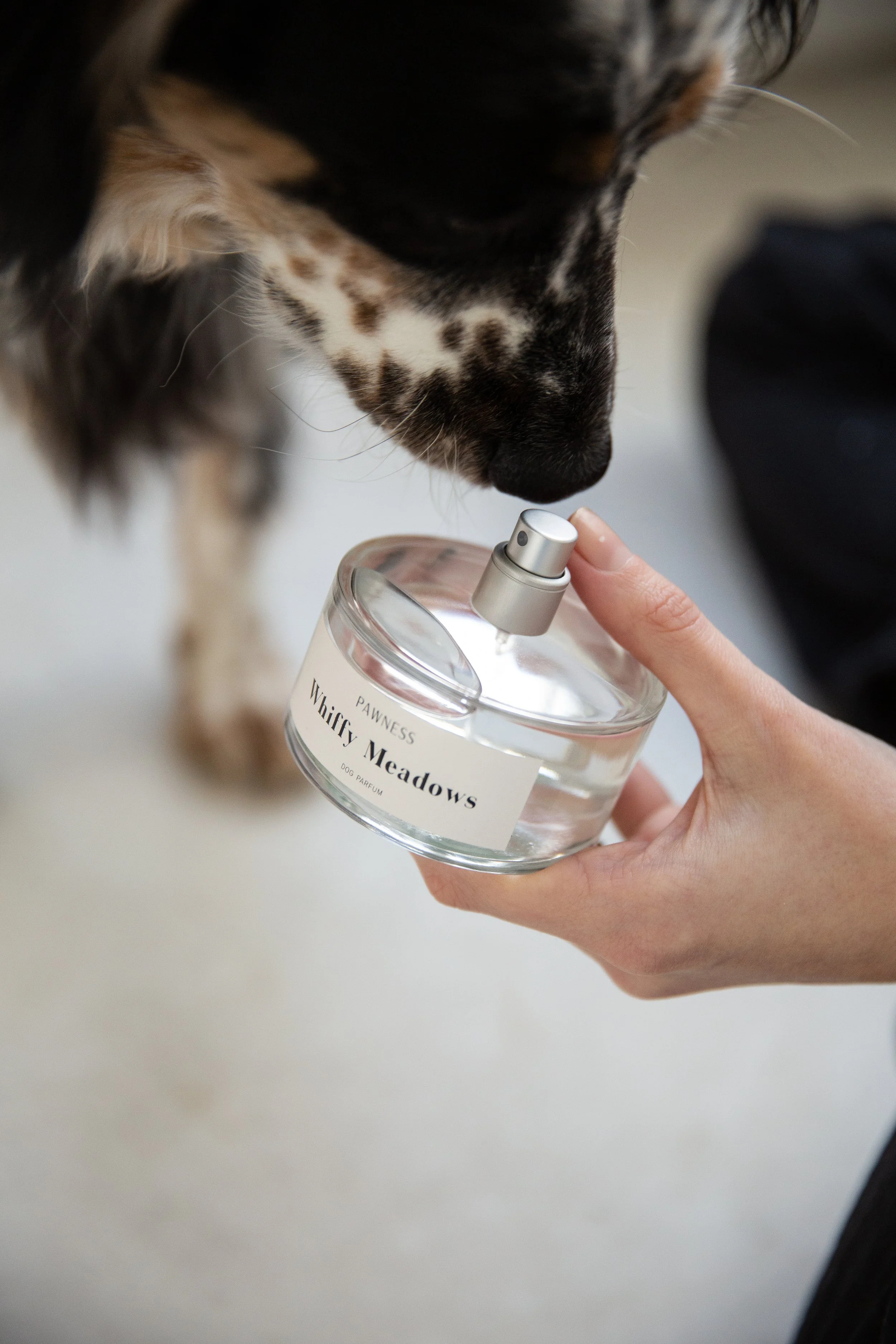 Pawness dog perfume