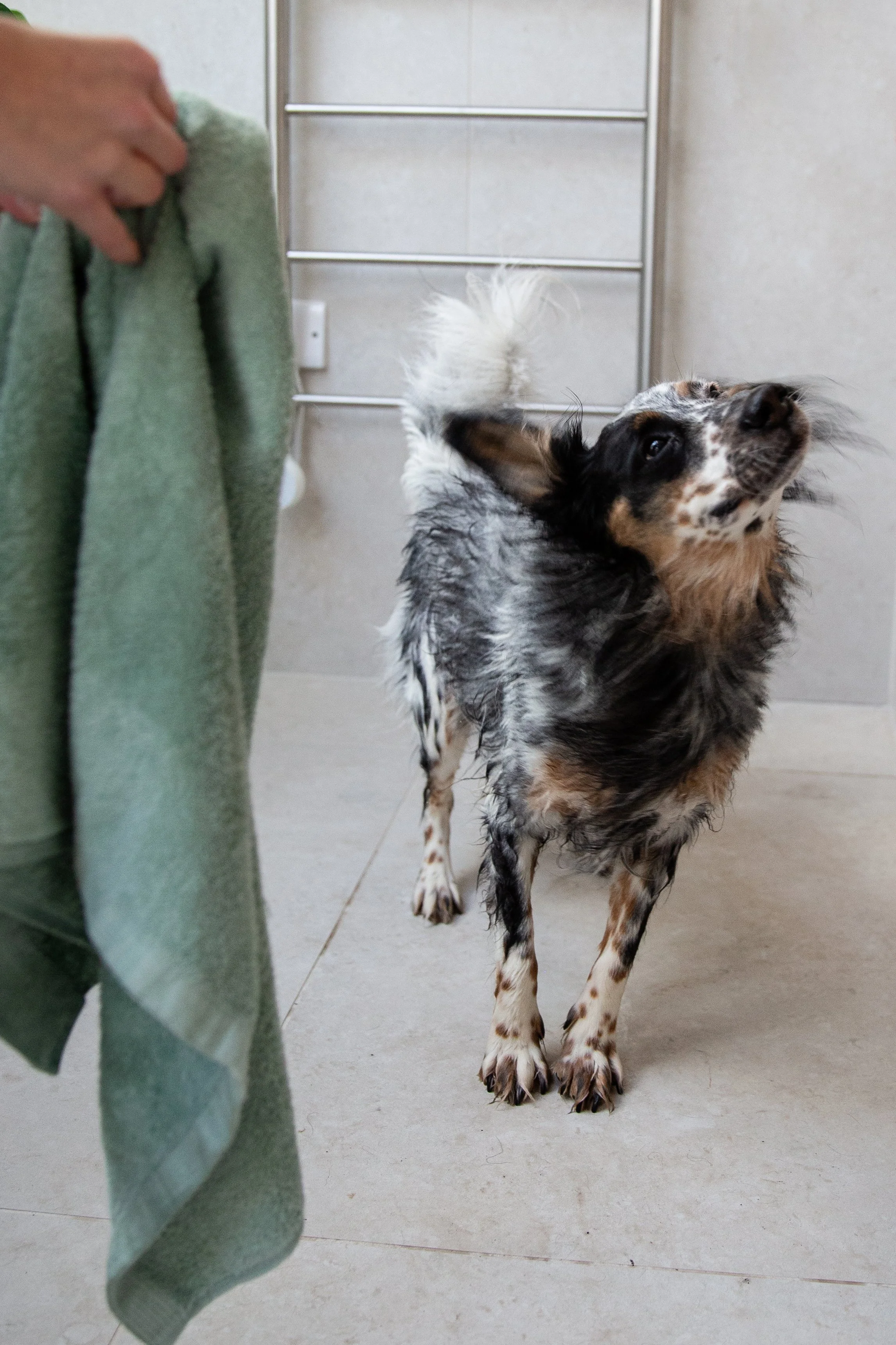 Dog being towel dried 