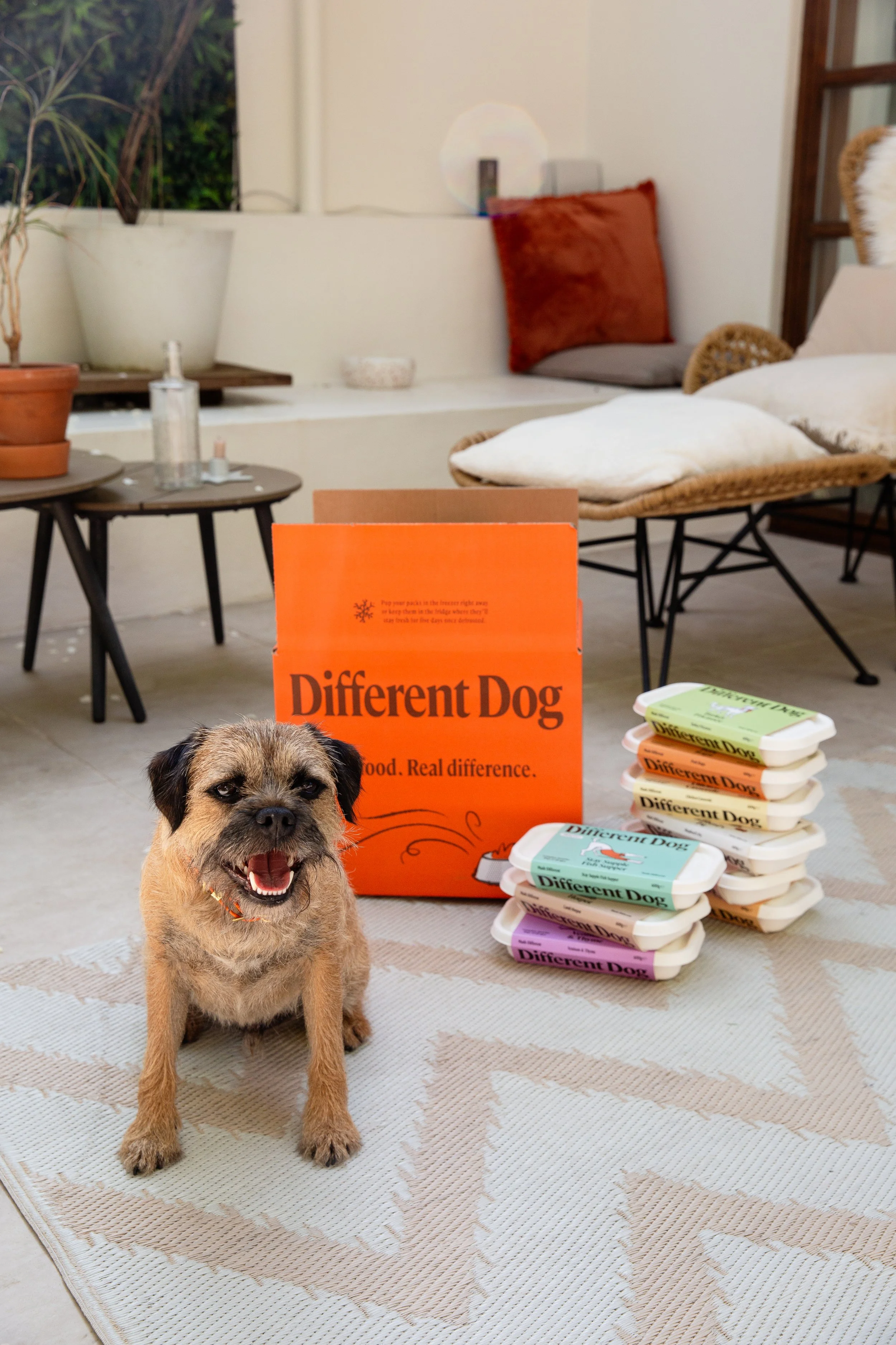Border Terrier posing with box of Different Dog food