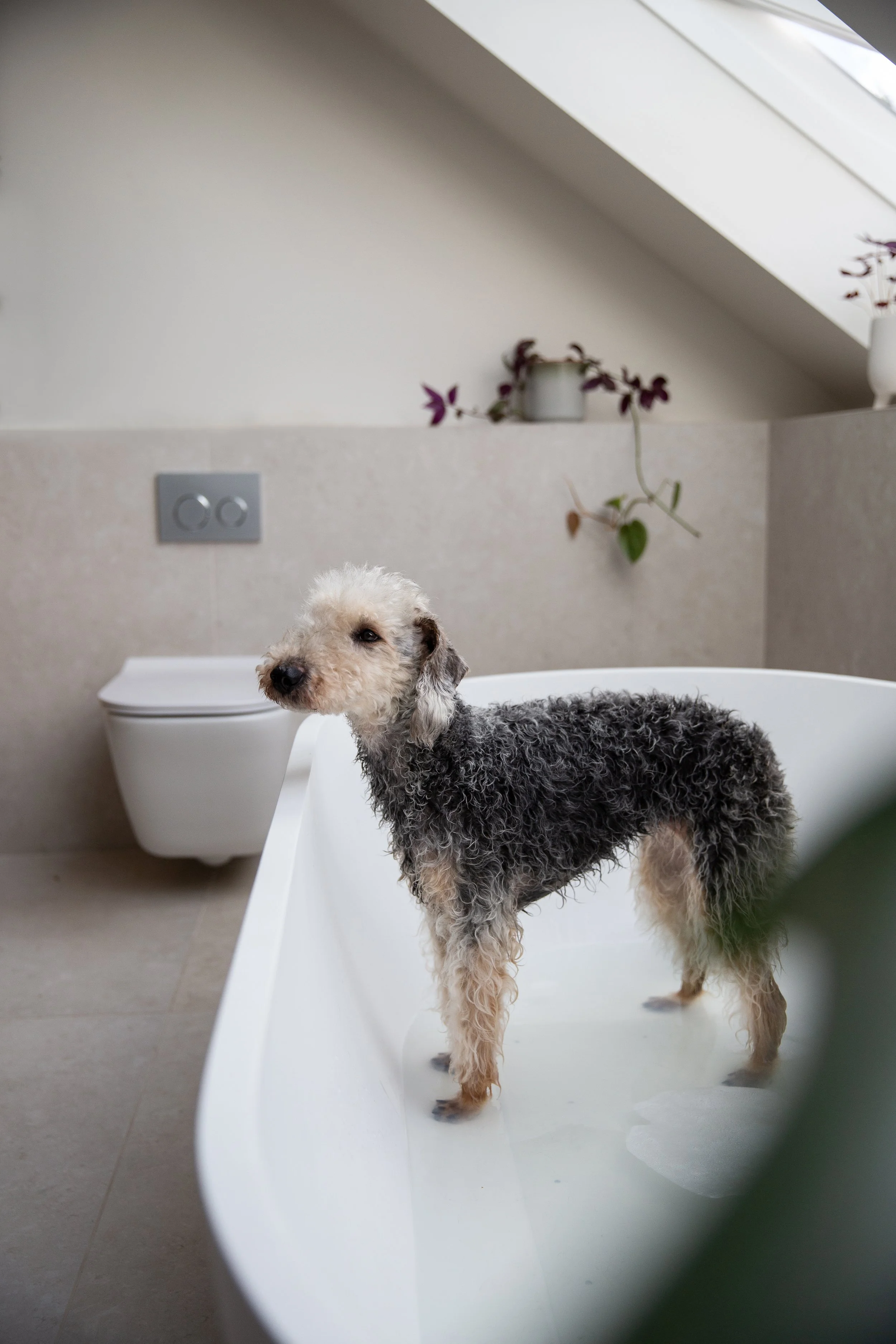 Beddlington Terrier having a bath 