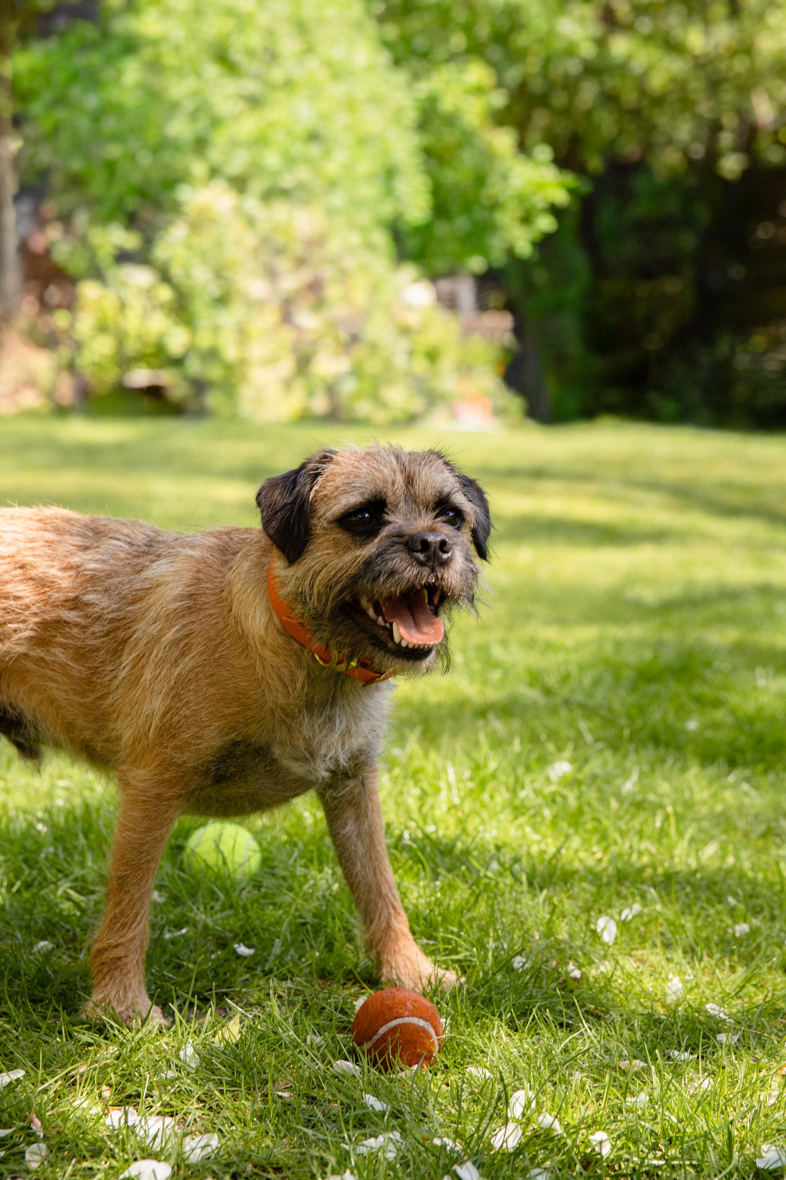 Border Terrier playing with his ball in the garden 
