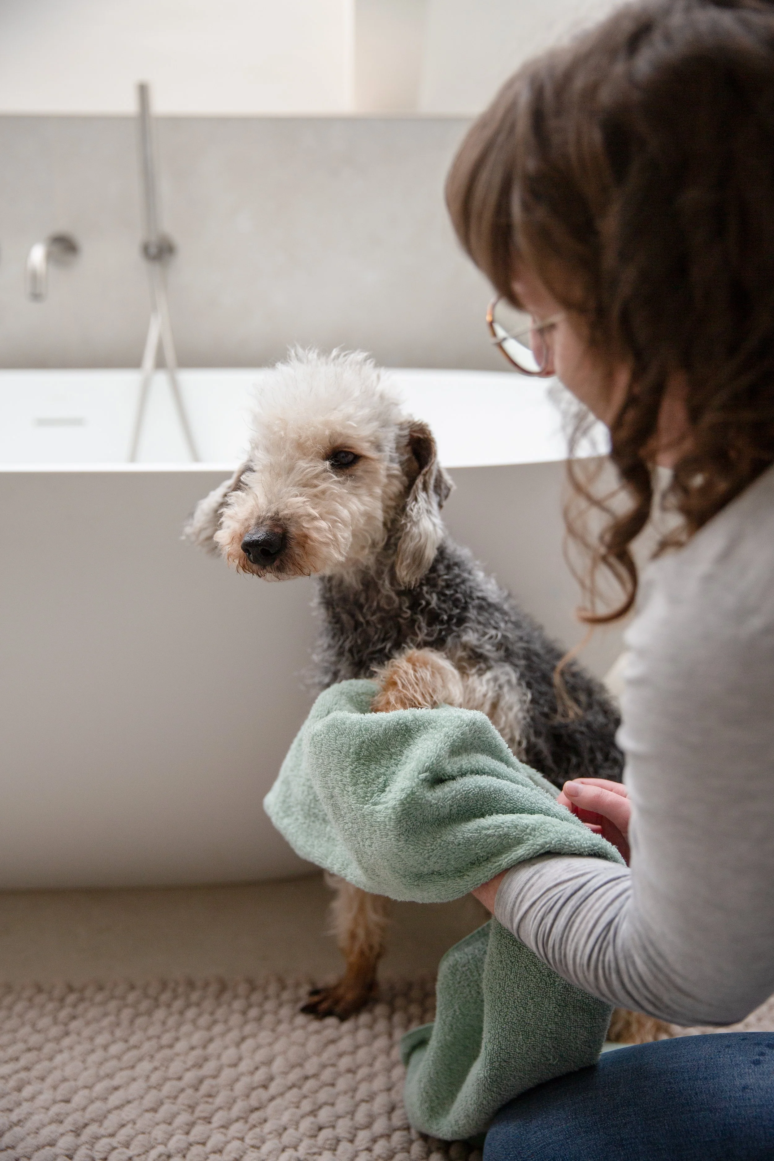 Dog being towel dried after a bath 