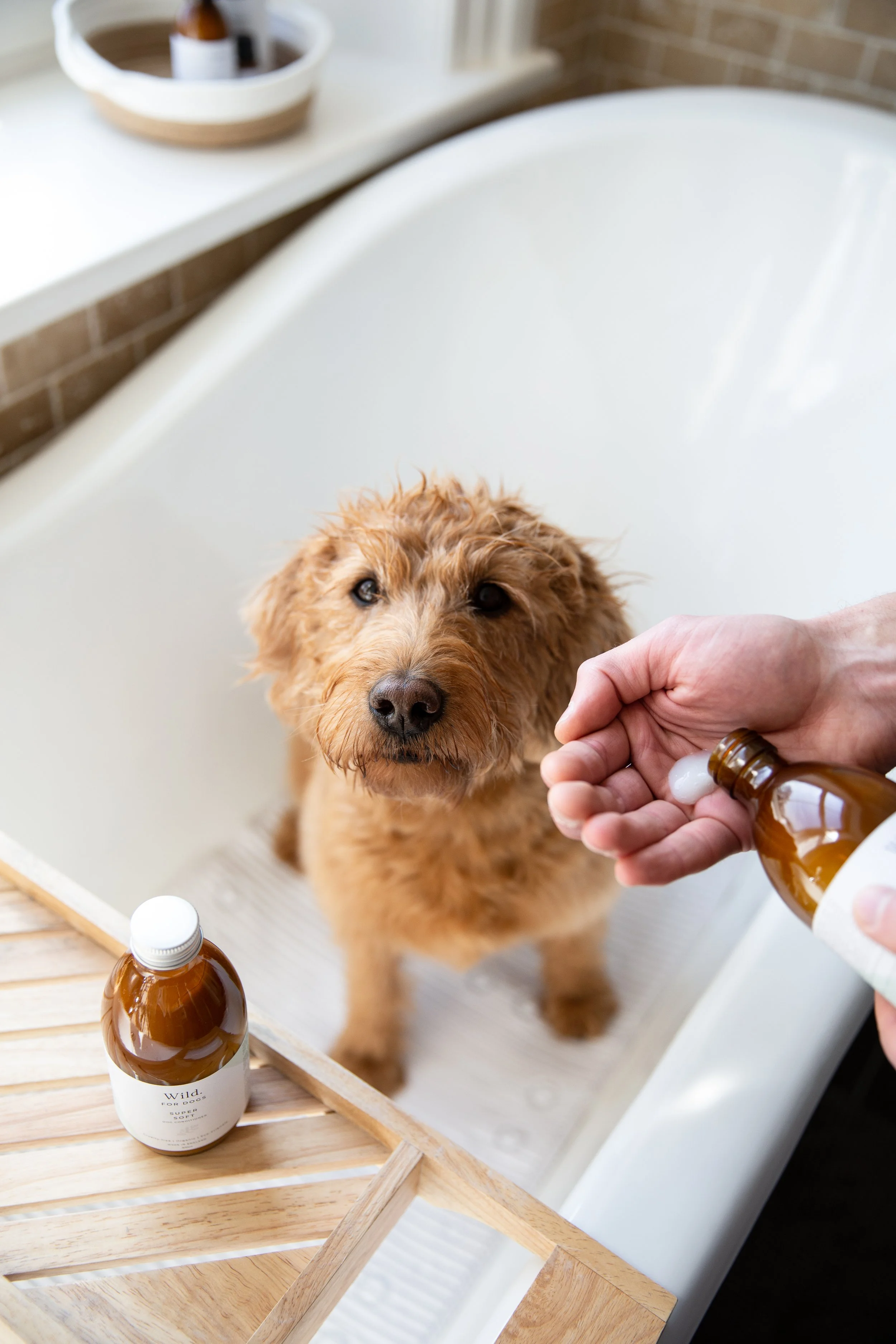 Labradoodle having a bath with Wild for Dogs shampoo