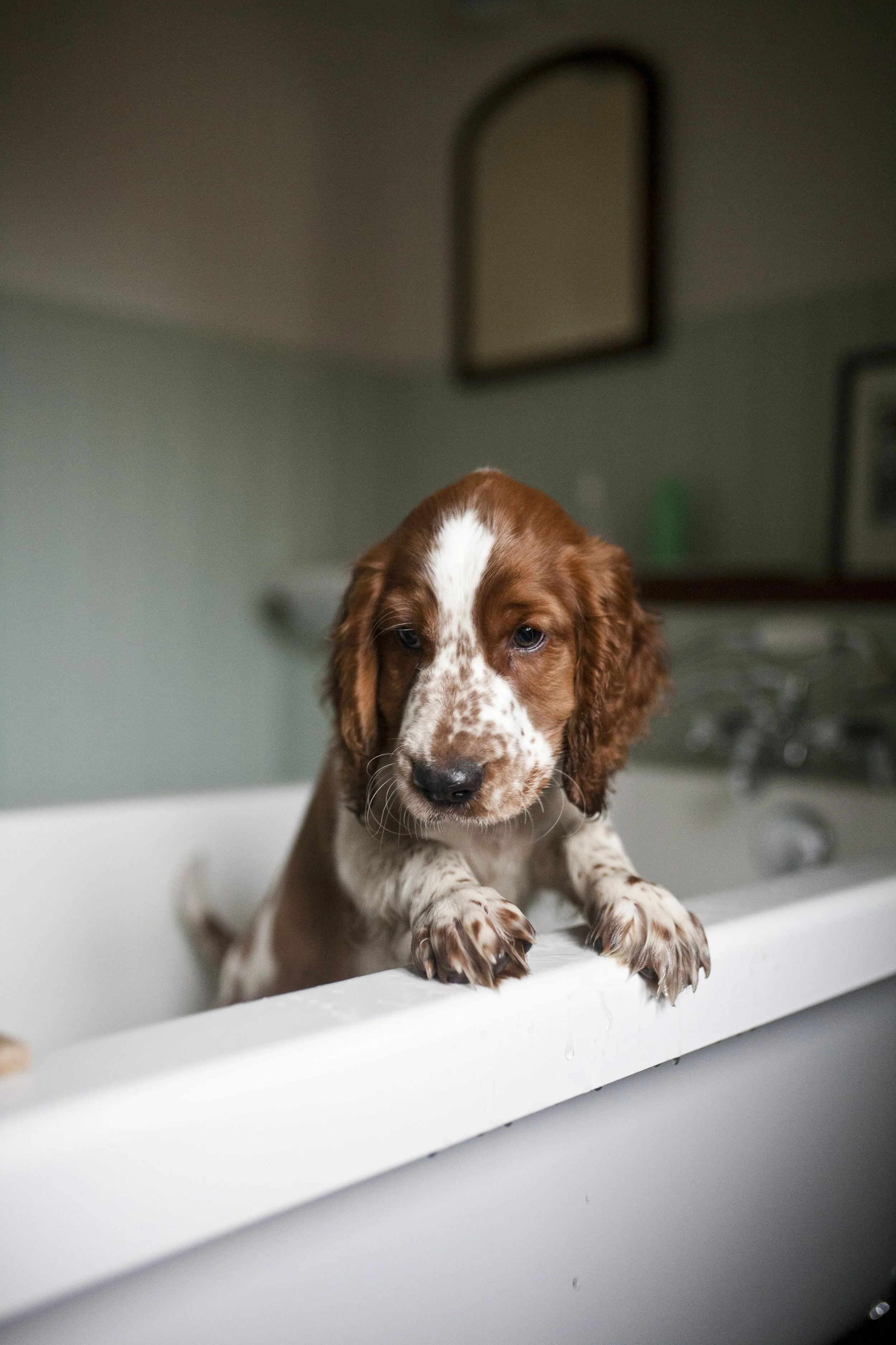 Welsh Springer Spaniel puppy having a bath