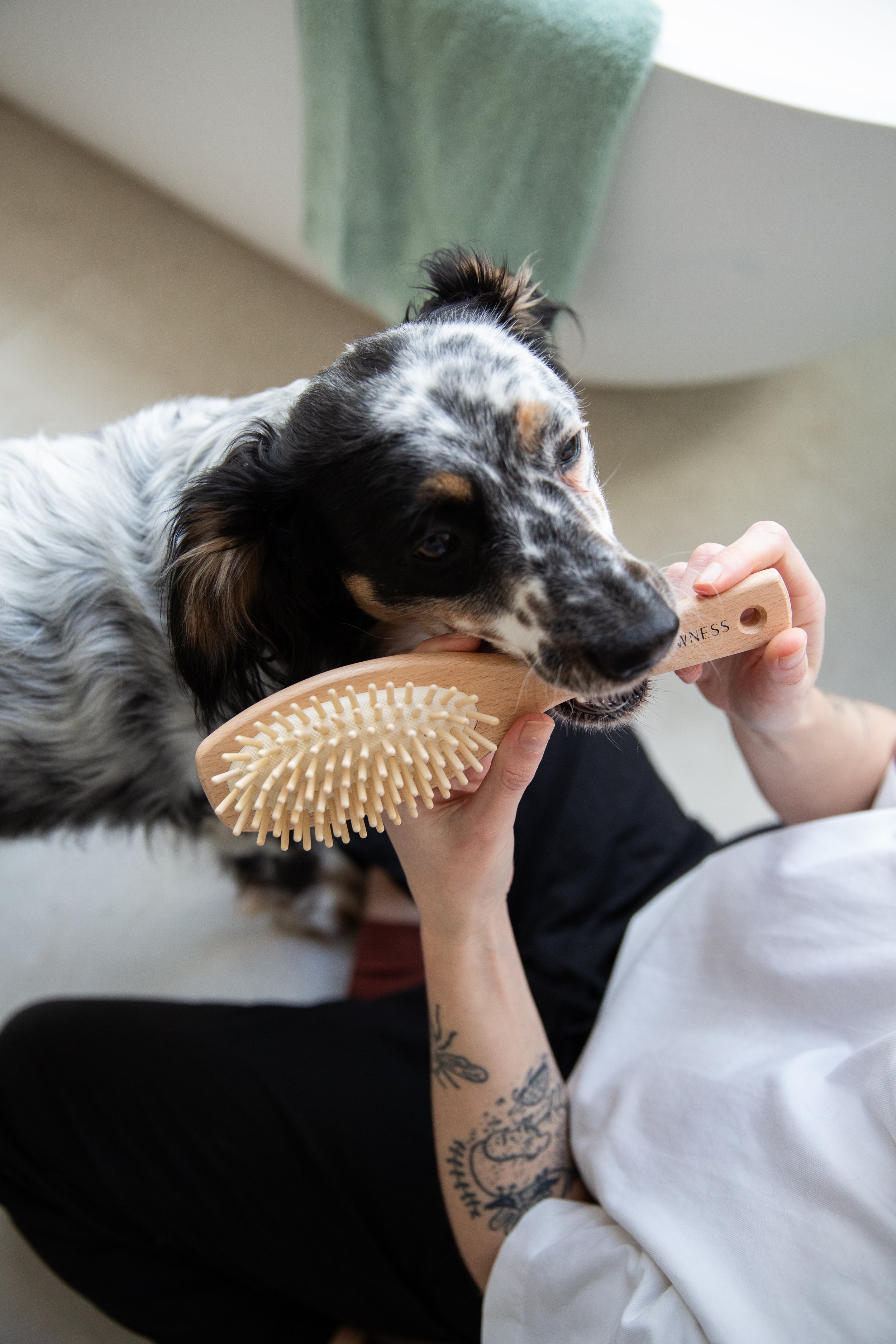 Pawness dog brush 