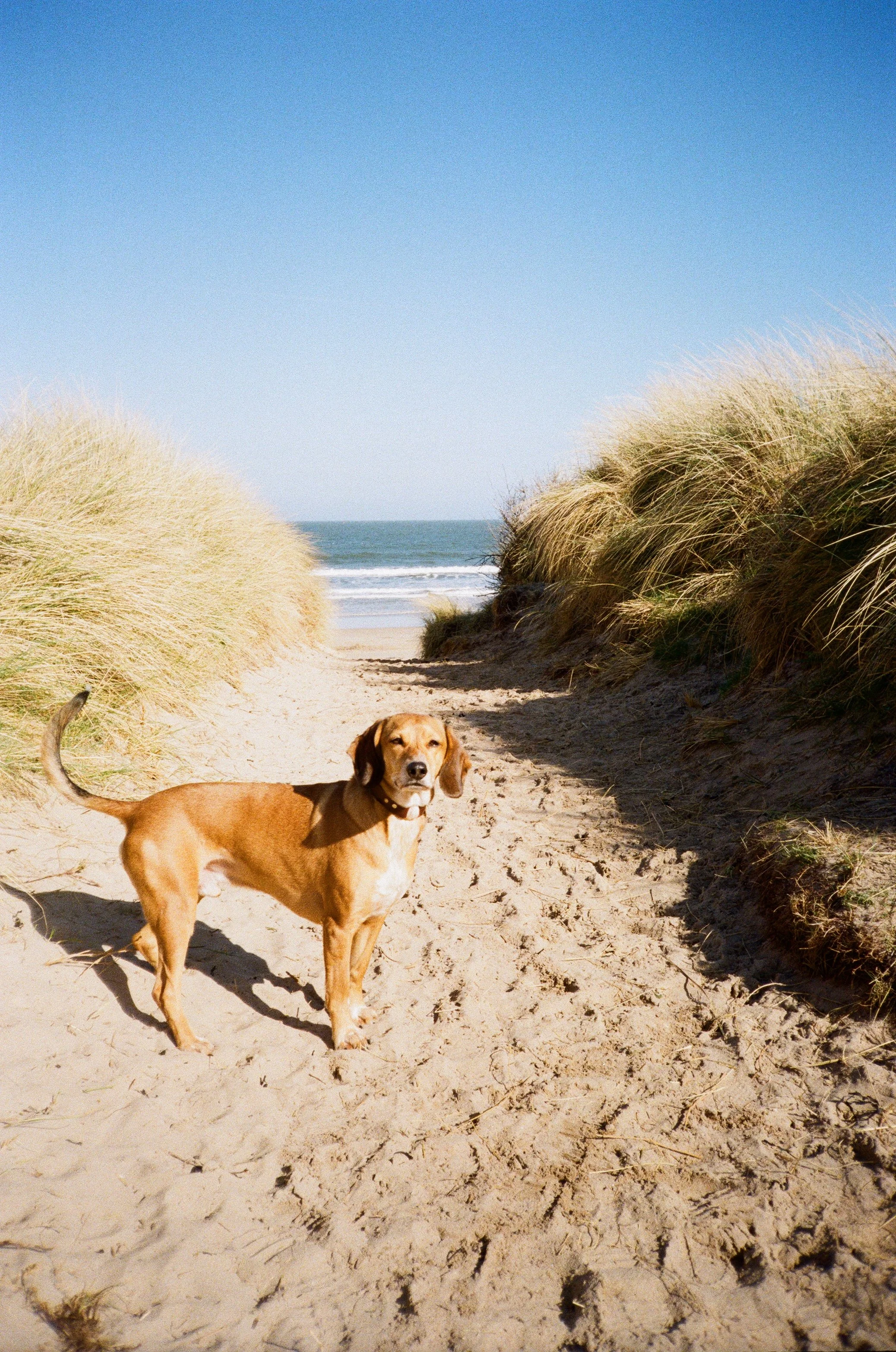 Dog photographer who shoots on film