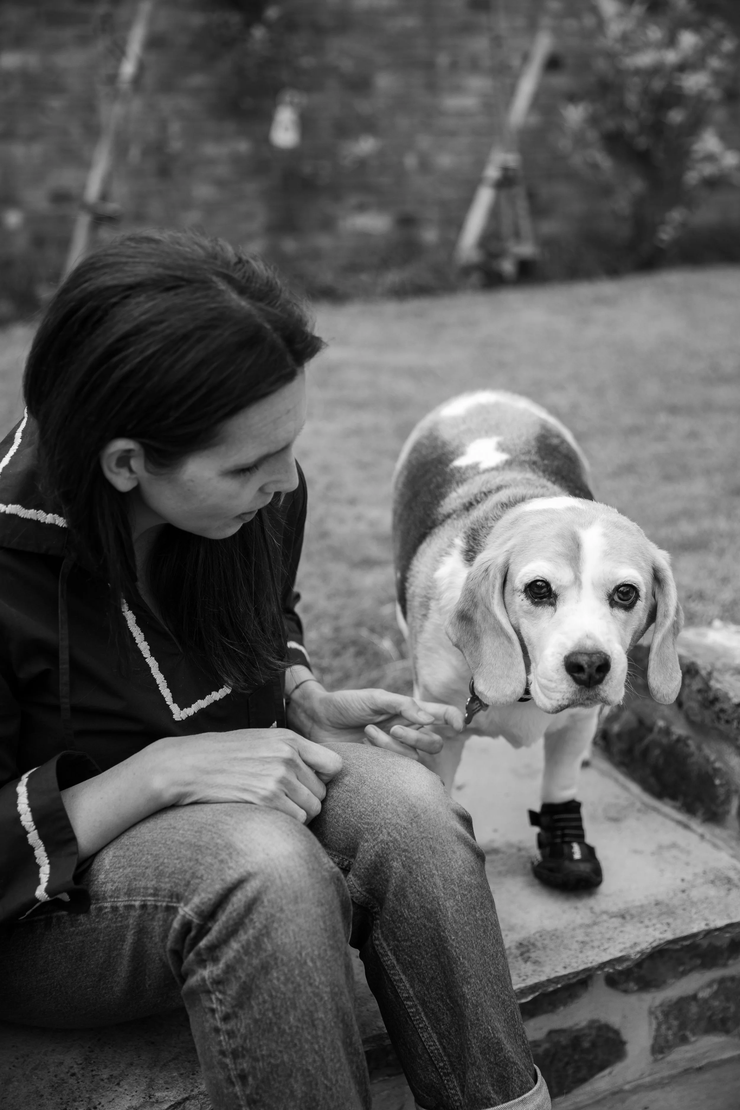 Senior dog photoshoot yorkshire
