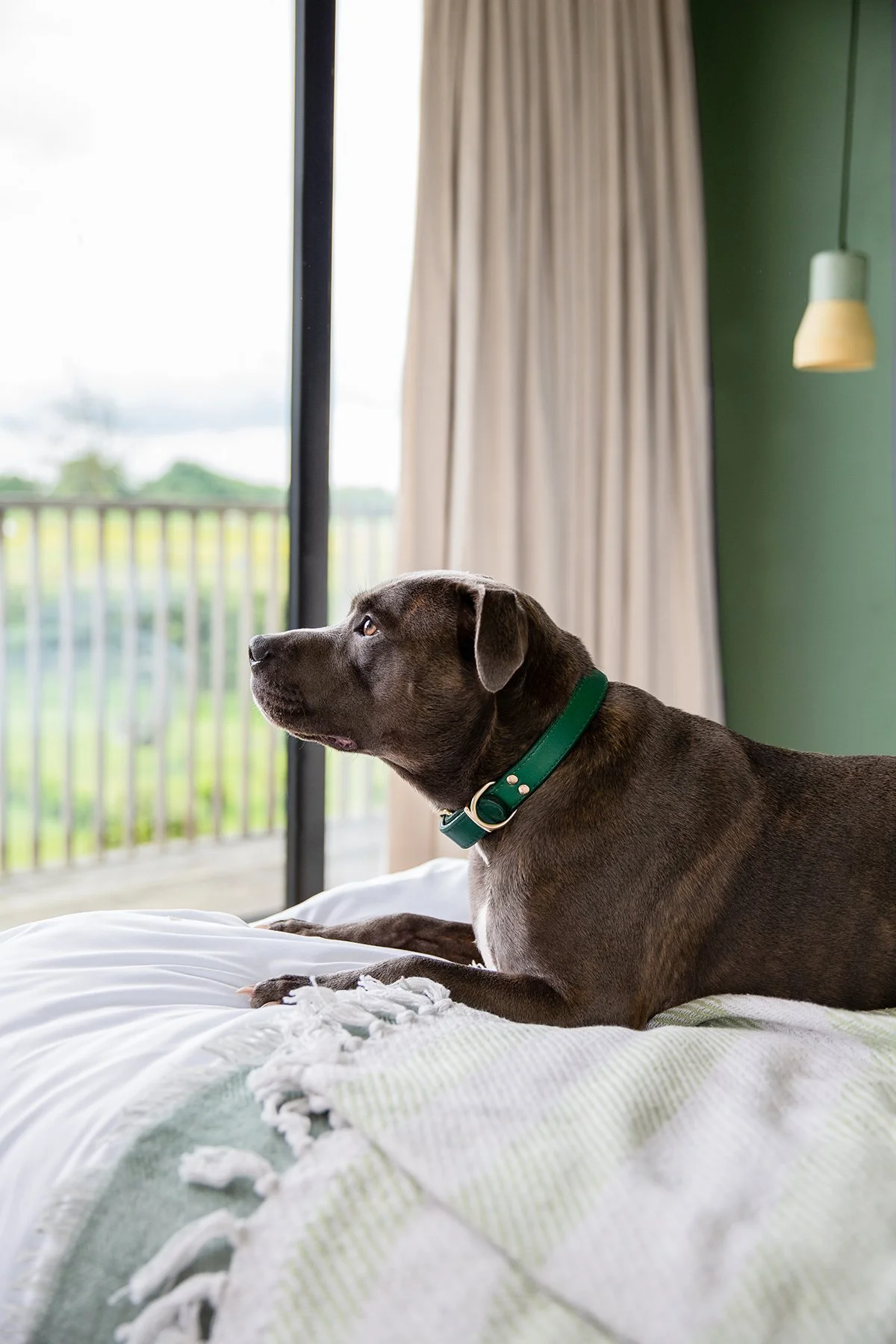 pet stories, pet model model agency, pet stories agency, pet agency, pet agency manchester, dog model manchester, pet photographer, pet brand photographer, more than pets, dog photoshoot, sheffield, manchester photographer