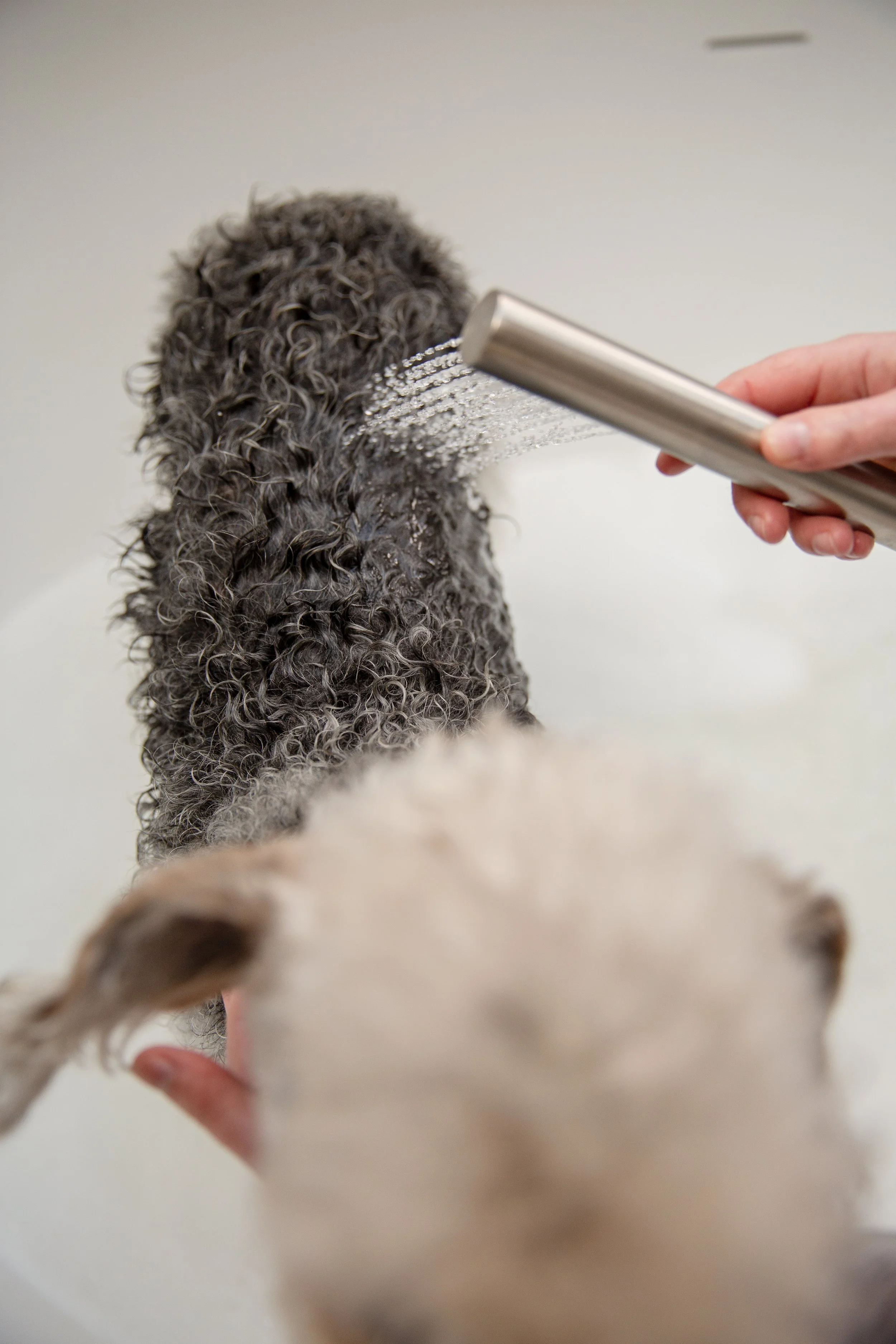 Dog shampoo photographer