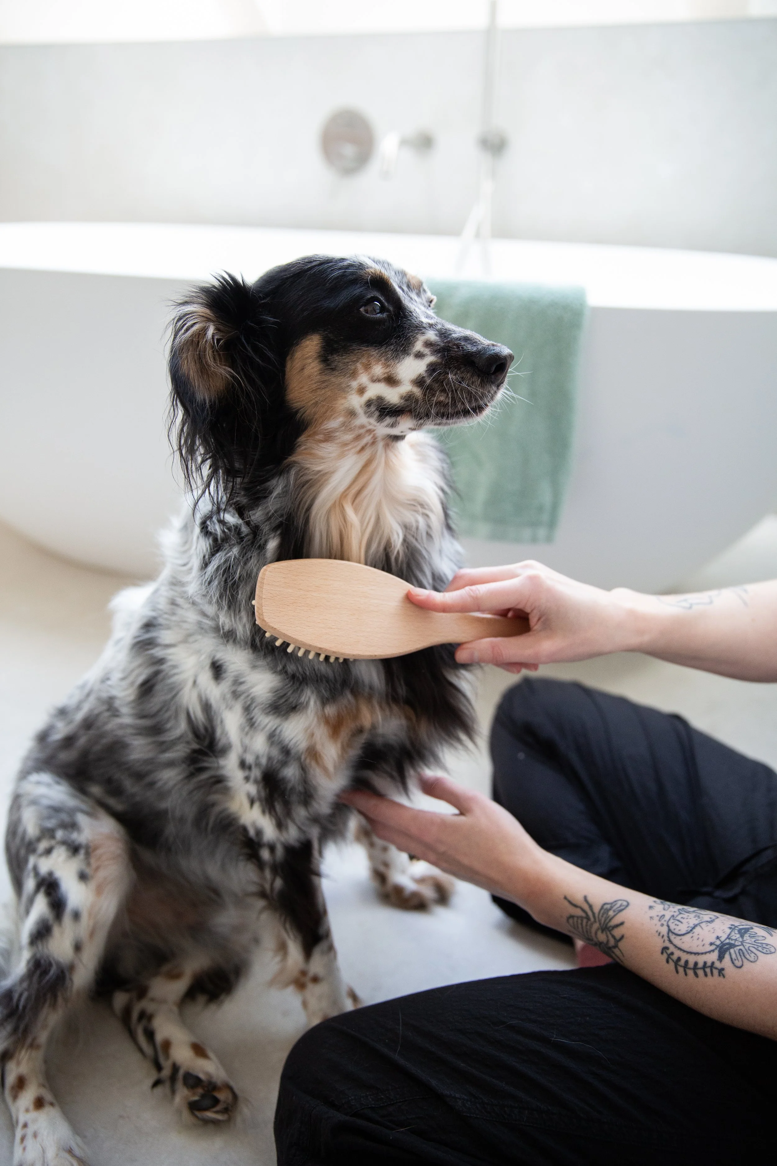 Pawness dog brush 