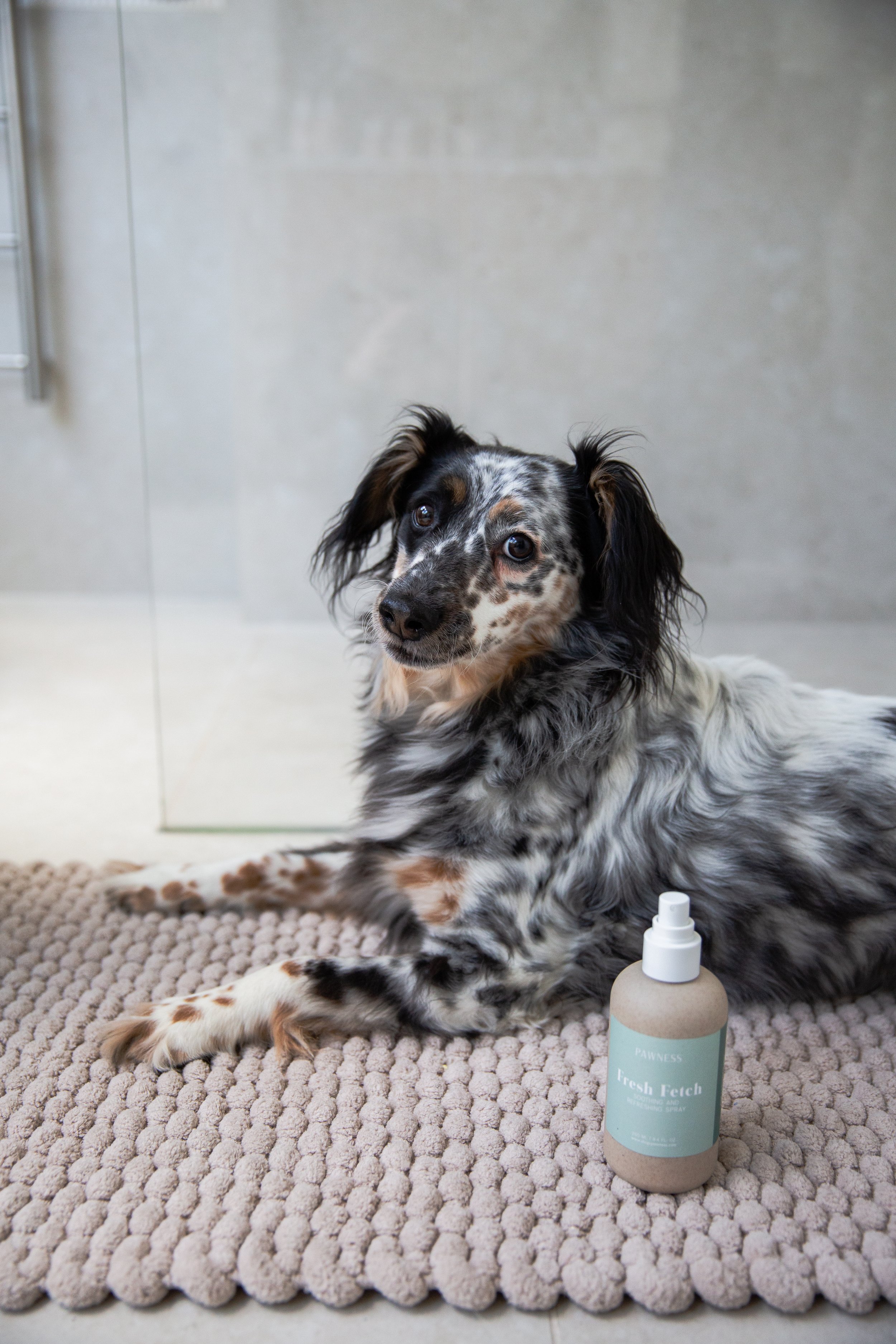 Professional dog brand photographer UK 