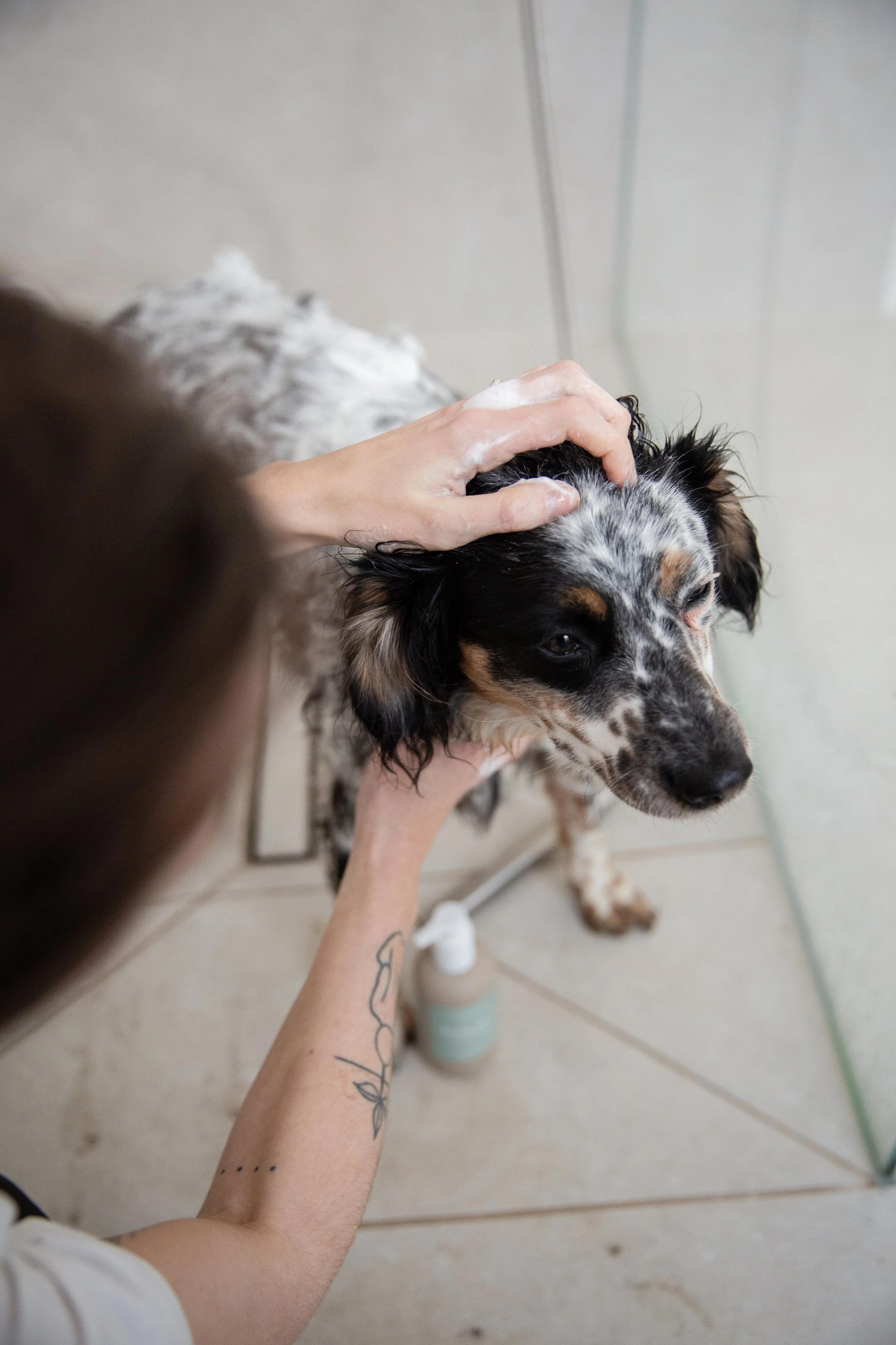 Dog in the shower 