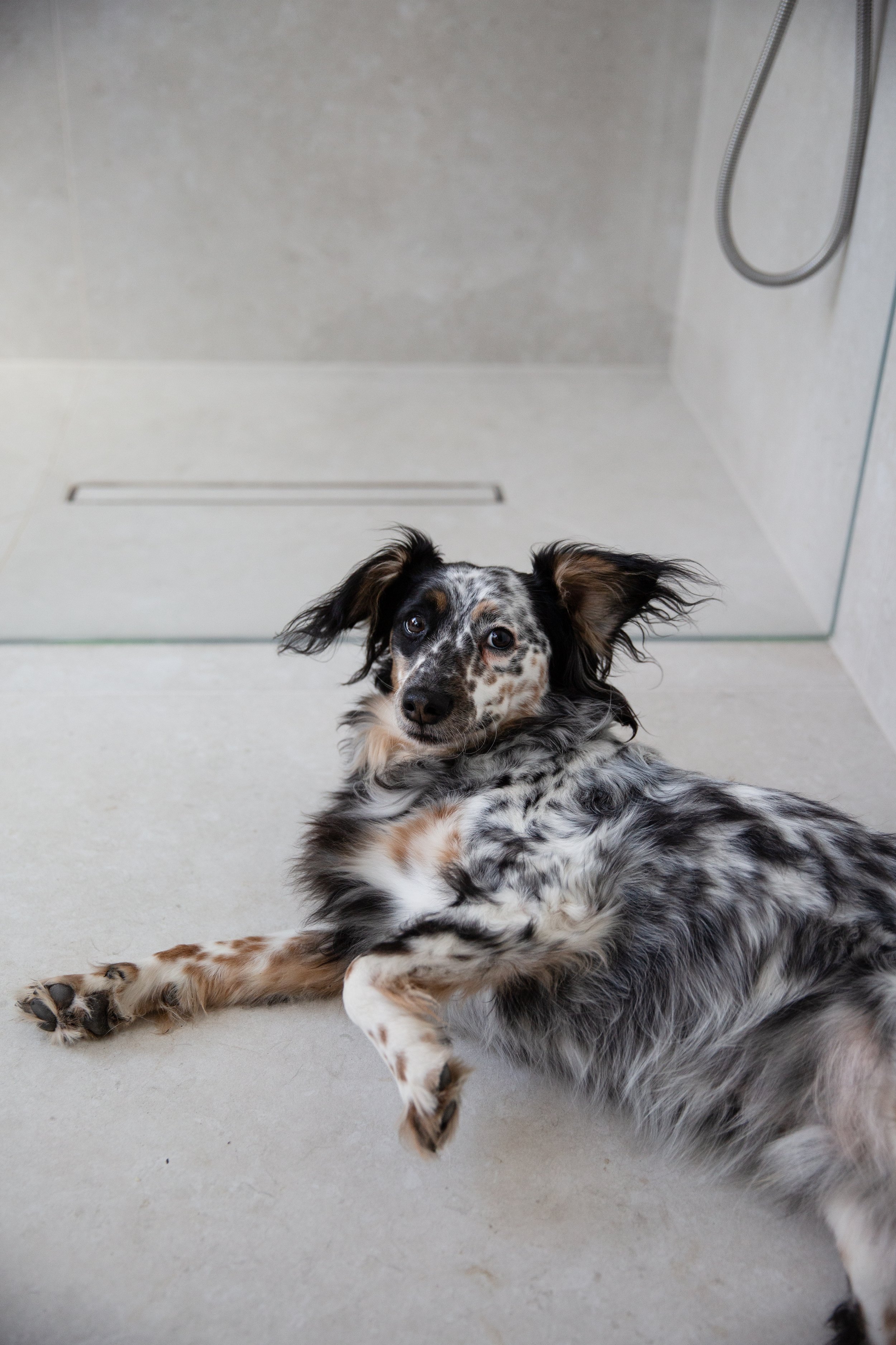 Rescue dog model 