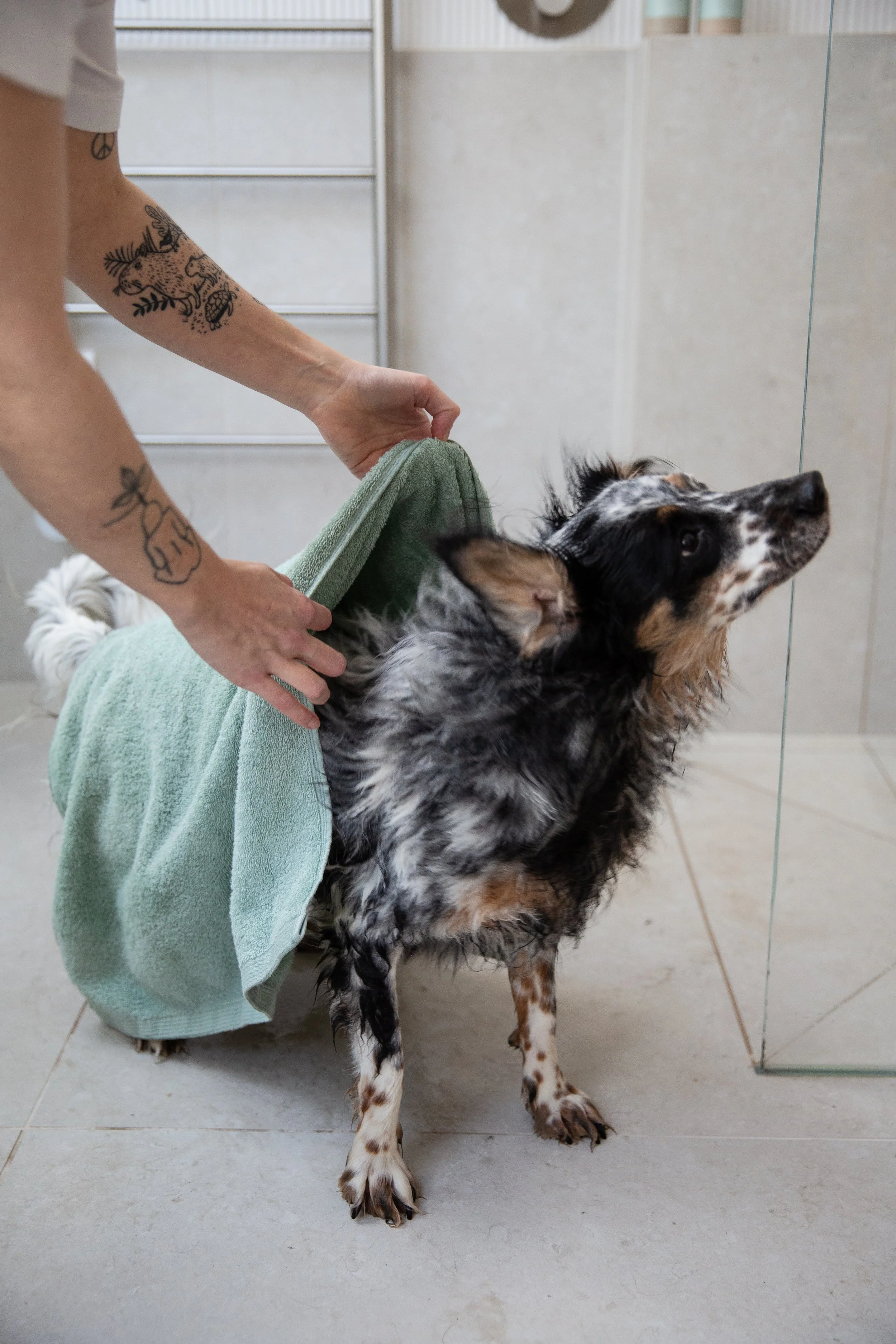 Dog being towel dried 