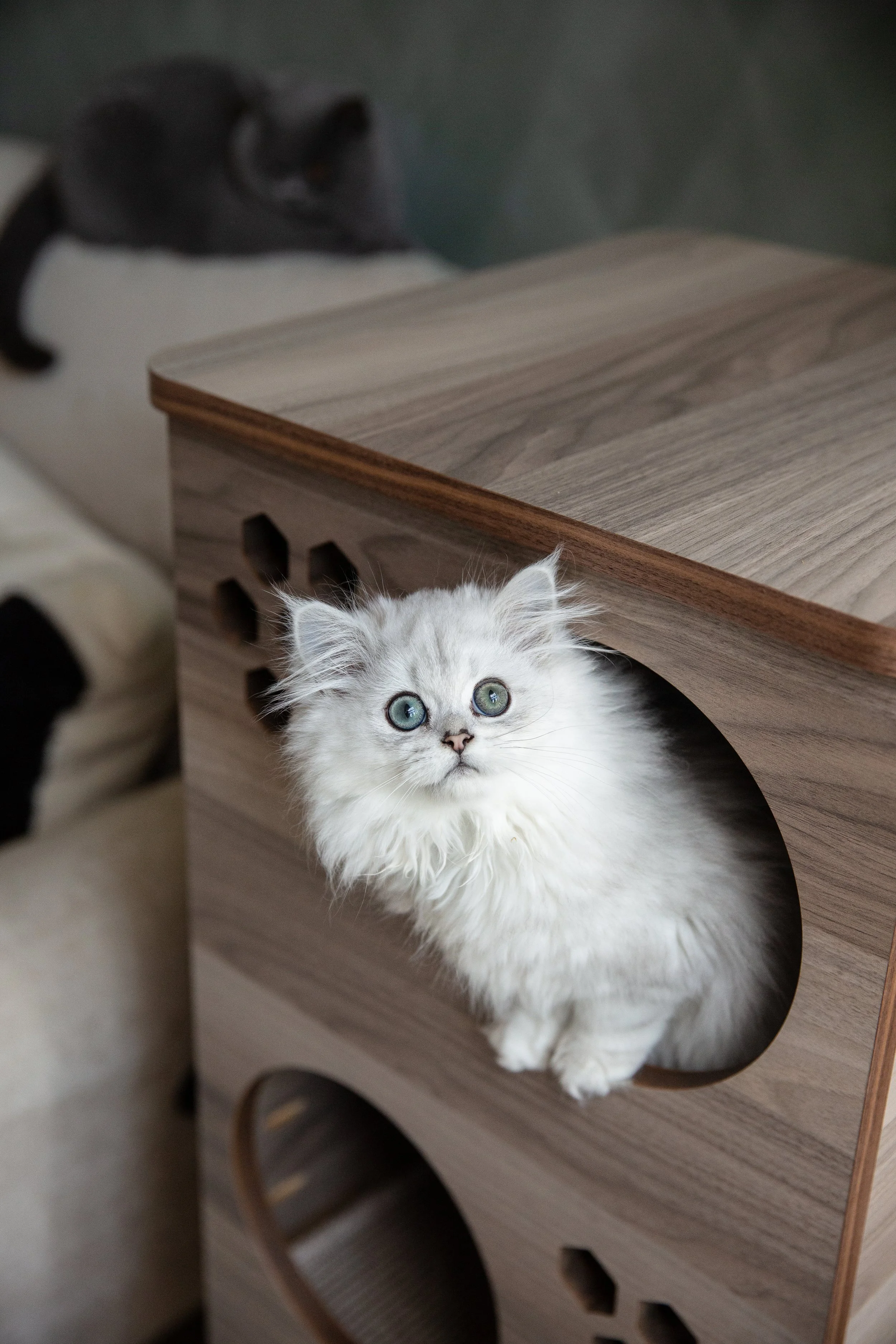 pet stories, cat photographer, cat furniture, cat brand photographer, the cats abode, cats of manchester, cat models manchester, cat model agency manchester, pet stories, pet stories agency