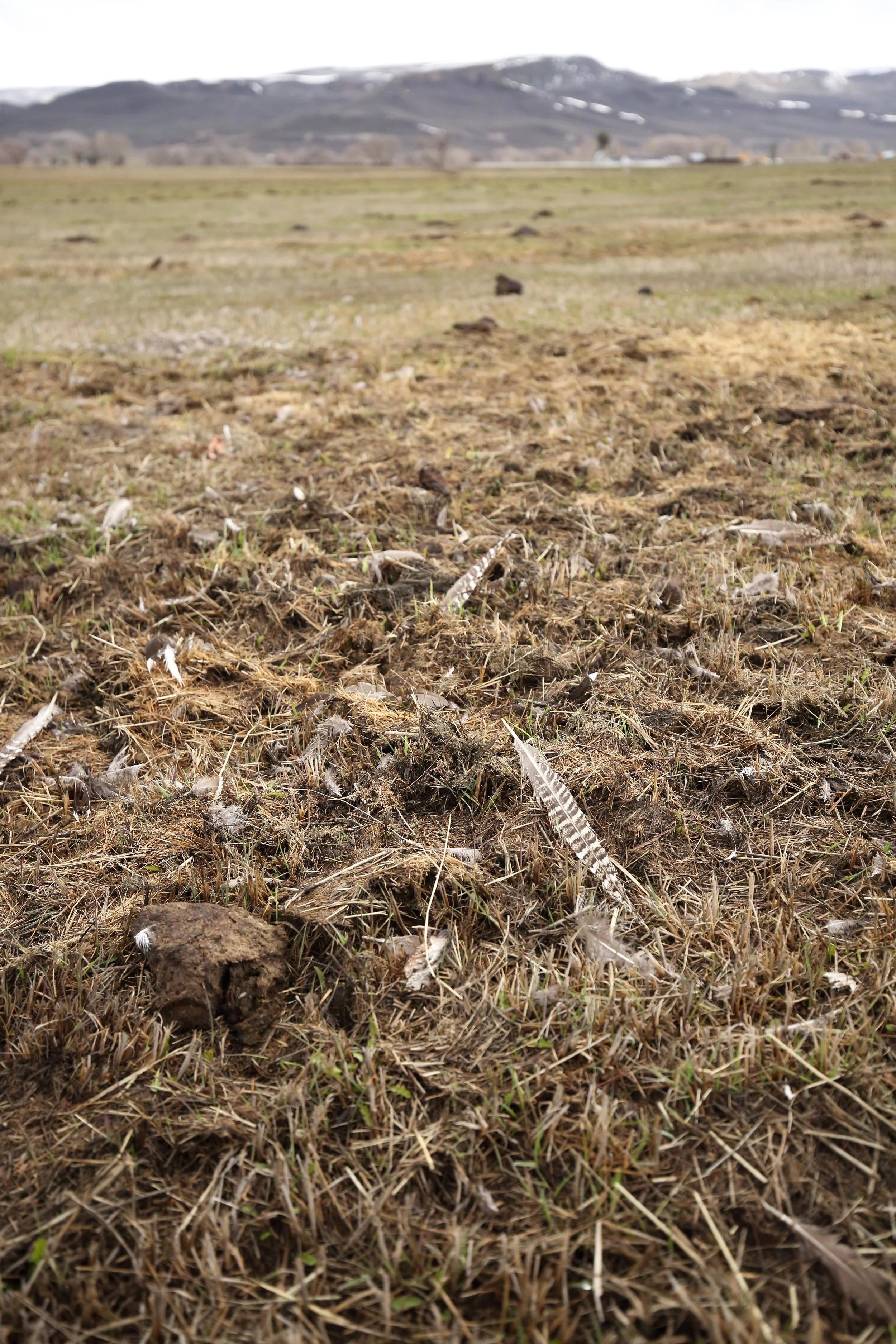  Evidence of a male Gunnison Sage Grouse (Centrocecrus minimus) fatality - likely from an eagle. Currently IUCN Endangered.  