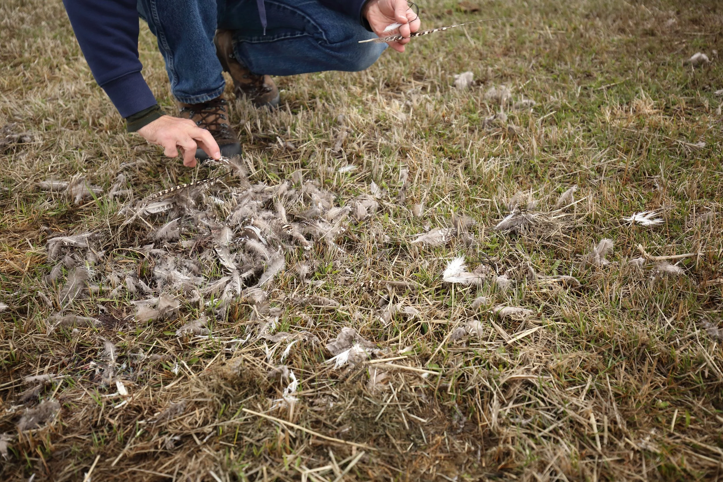  Evidence of a male Gunnison Sage Grouse (Centrocecrus minimus) fatality - likely from an eagle. Currently IUCN Endangered.  