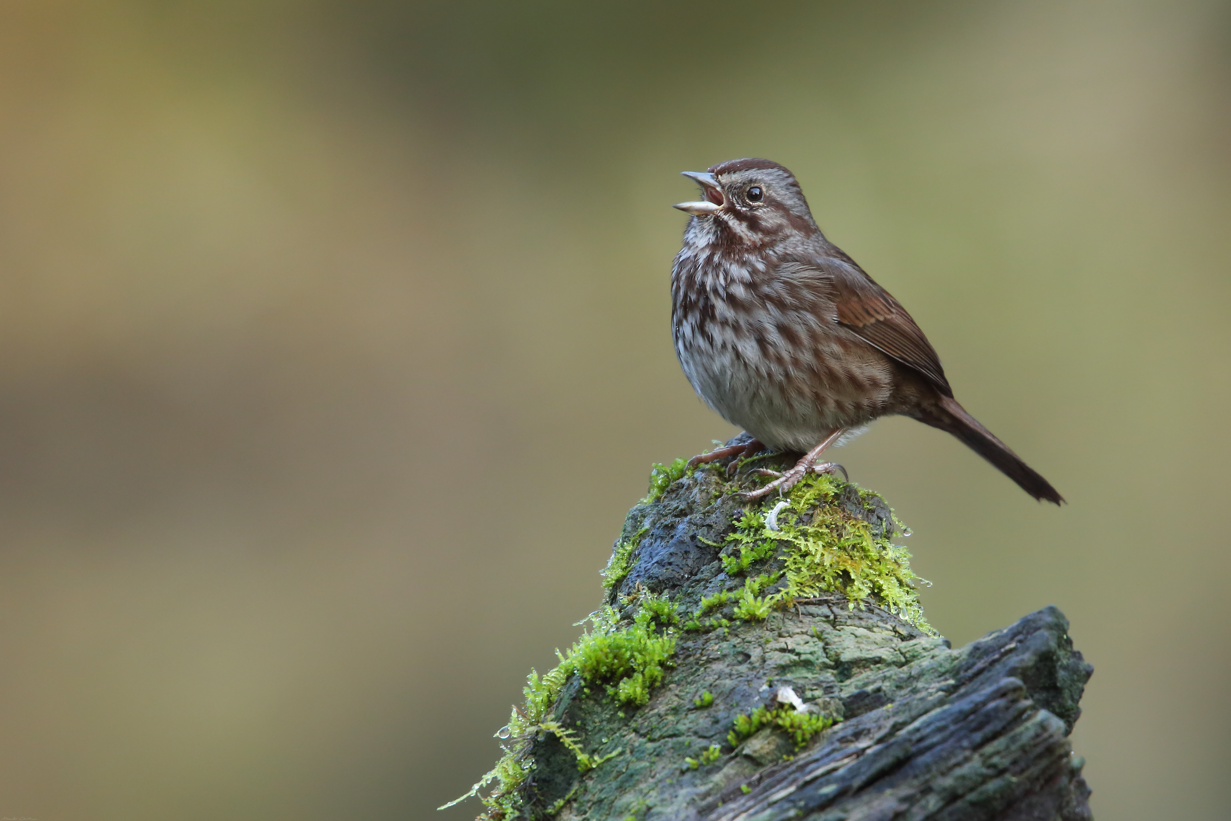   Song Sparrow   Order:&nbsp;Passeriformes  Family:&nbsp;Passerelidae  Genus:&nbsp; Melospiza   Species:&nbsp; melodia  