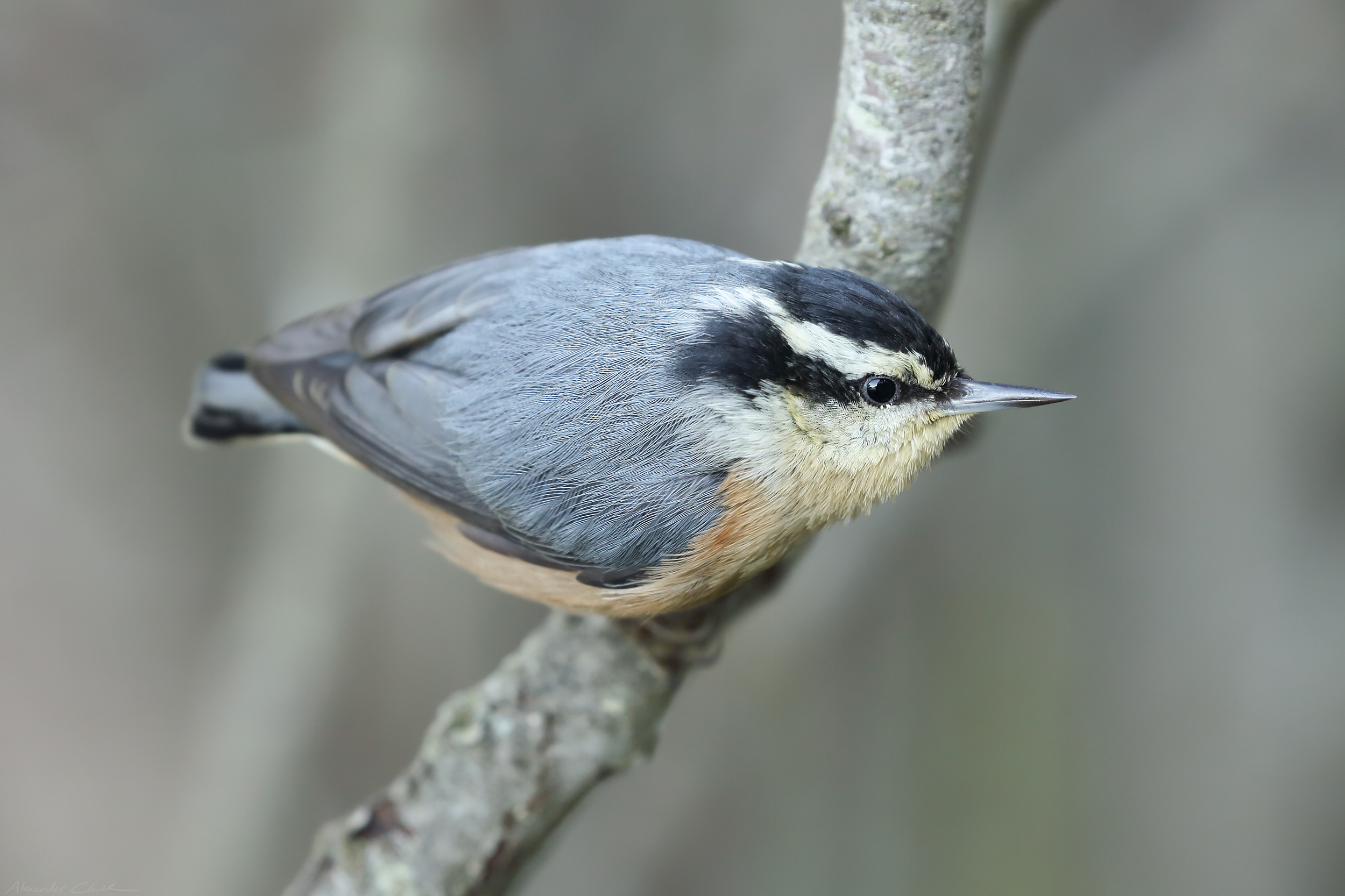   Red-breasted Nuthatch   Order:&nbsp;Passeriformes  Family:&nbsp;Sittidae  Genus:&nbsp; Sitta   Species:&nbsp; canadensis  