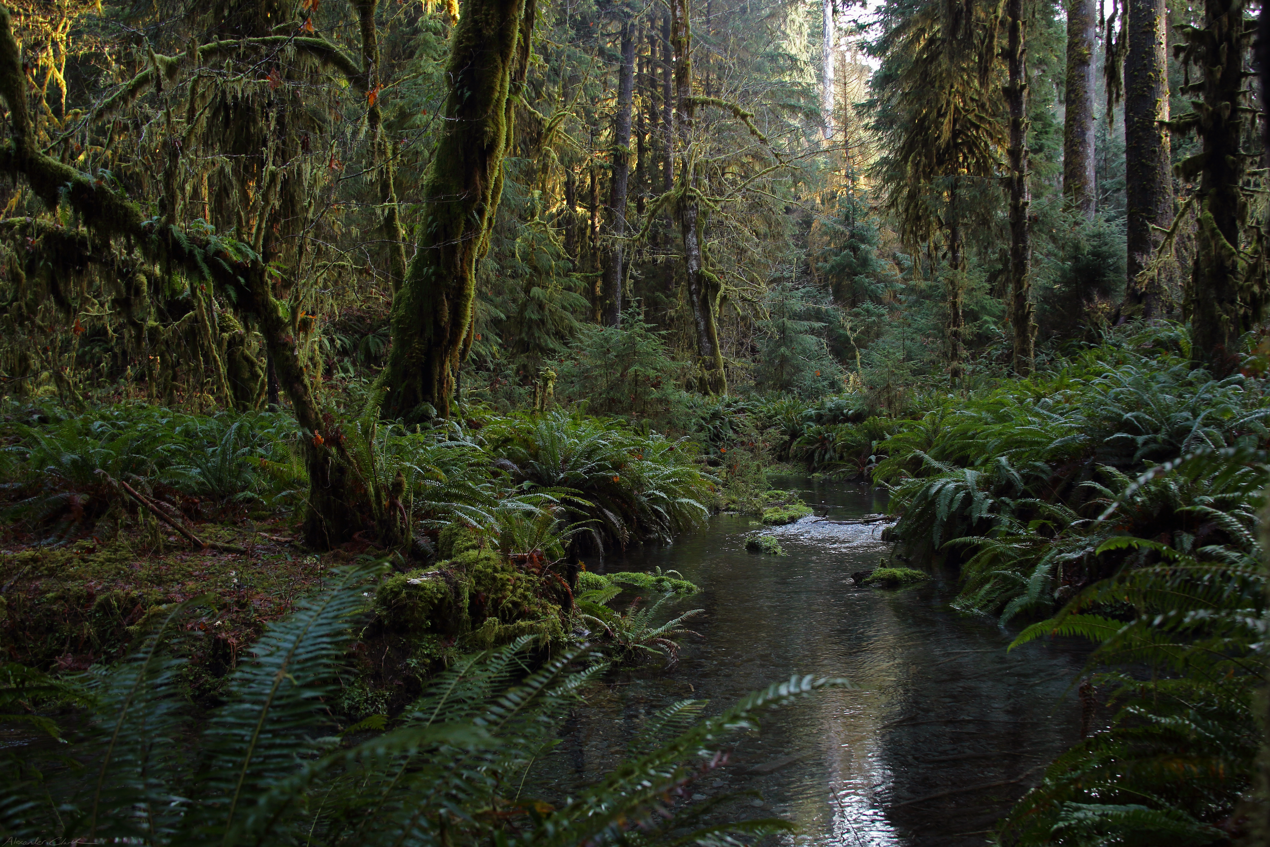  Density  Washington’s olympic peninsula  