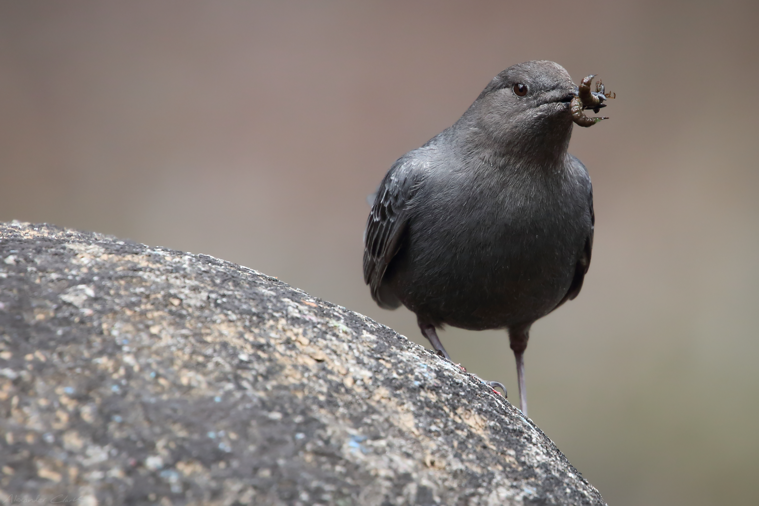   American Dipper   Order: Passeriformes  Family: Cinclidae  Genus:  Cinclus   Species:  mexicanus  