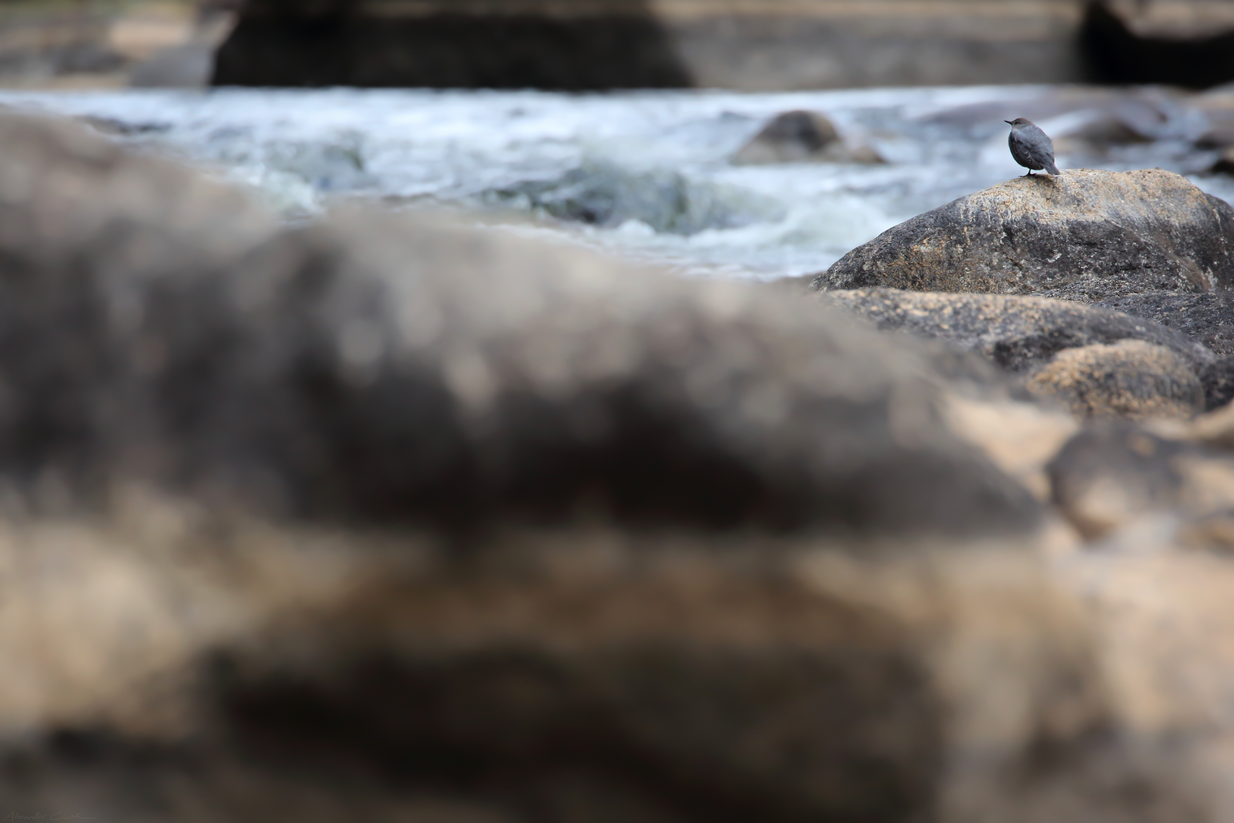   American Dipper   Order: Passeriformes  Family: Cinclidae  Genus:  Cinclus   Species:  mexicanus  