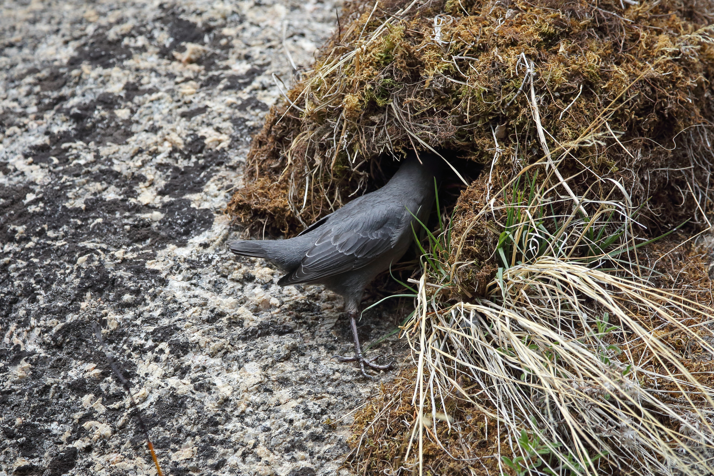   American Dipper   Order: Passeriformes  Family: Cinclidae  Genus:  Cinclus   Species:  mexicanus  