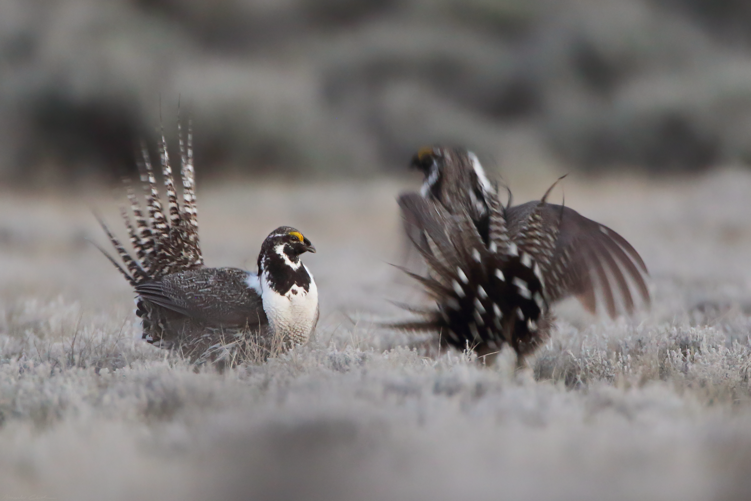   Gunnison sage grouse (IUCN: Endangered)   Order: Galliformes  Family: Phasianidae  Genus:  Centrocercus   Species:  minimus  
