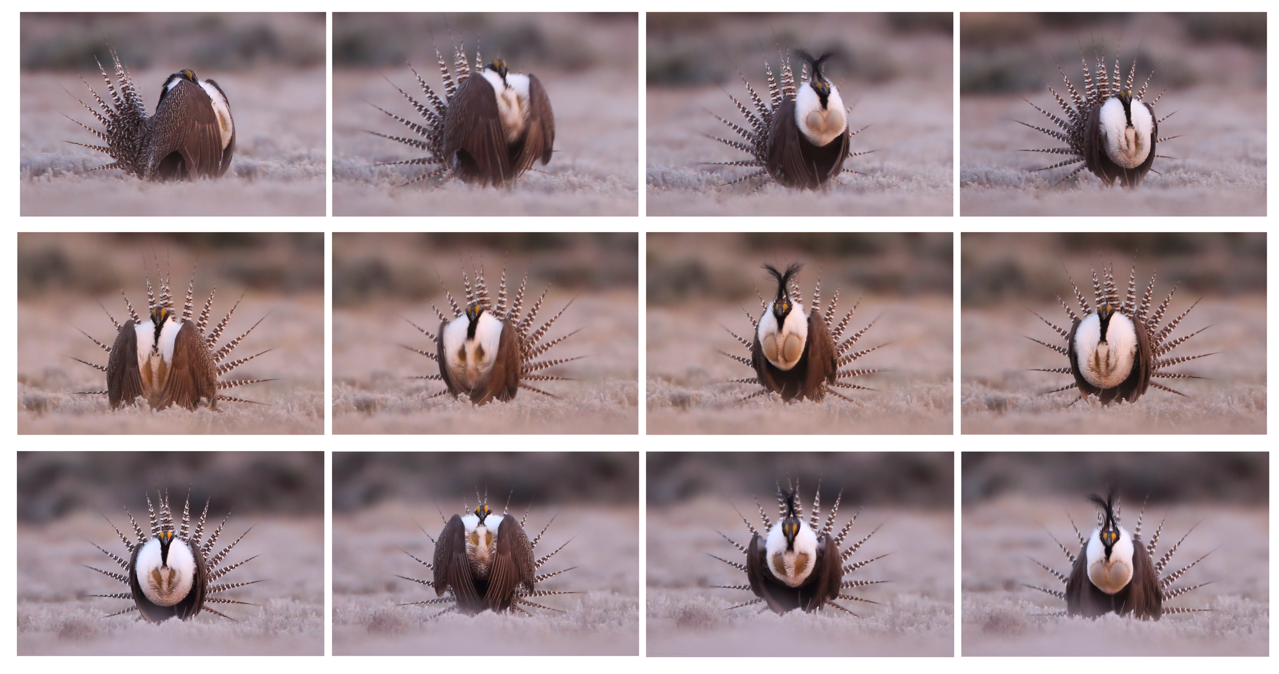   Gunnison sage grouse (IUCN: Endangered)   Order: Galliformes  Family: Phasianidae  Genus:  Centrocercus   Species:  minimus  