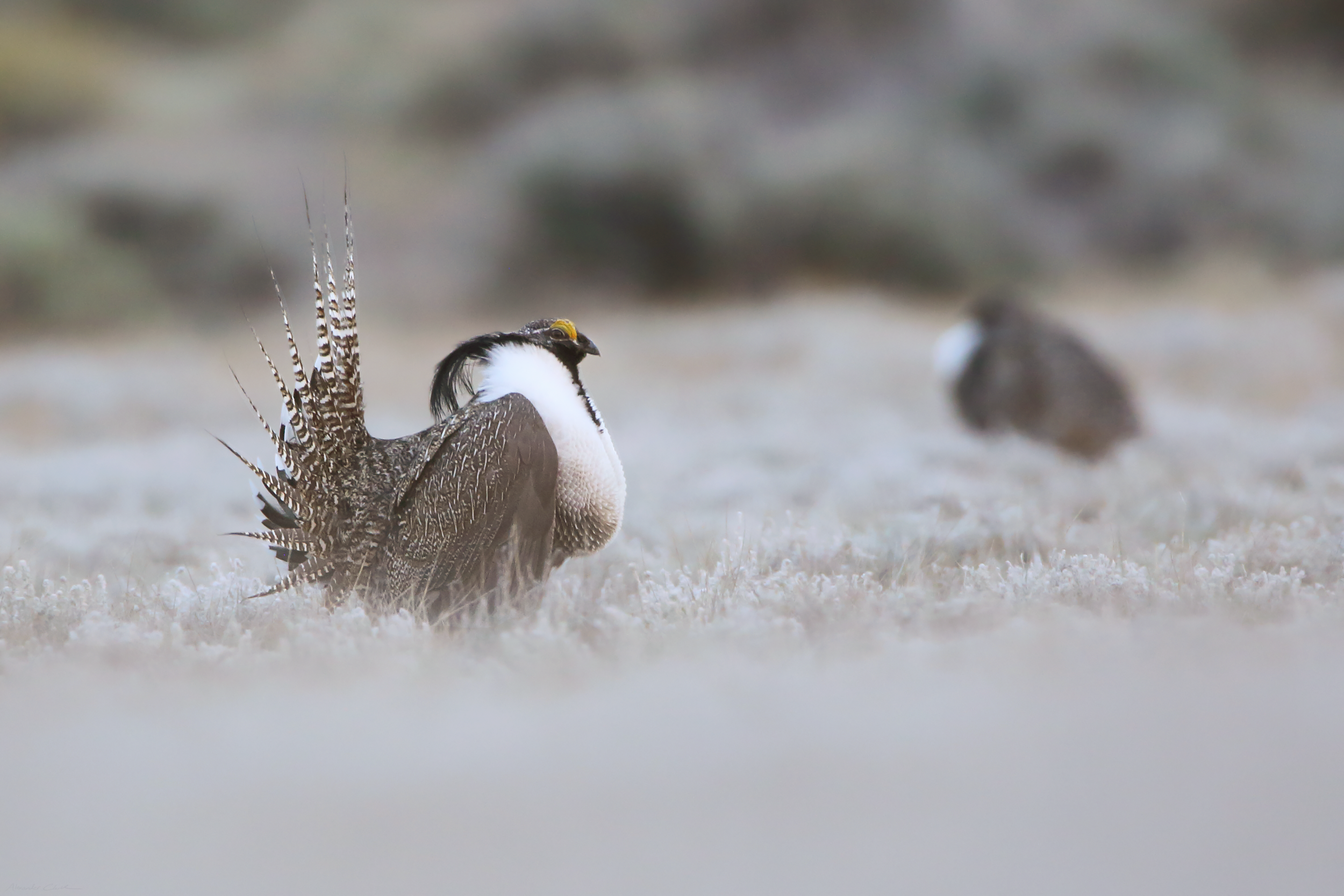   Gunnison sage grouse (IUCN: Endangered)   Order: Galliformes  Family: Phasianidae  Genus:  Centrocercus   Species:  minimus  