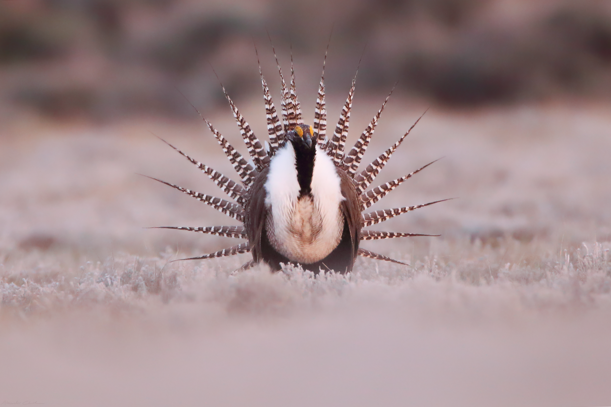   Gunnison sage grouse (IUCN: Endangered)   Order: Galliformes  Family: Phasianidae  Genus:  Centrocercus   Species:  minimus  
