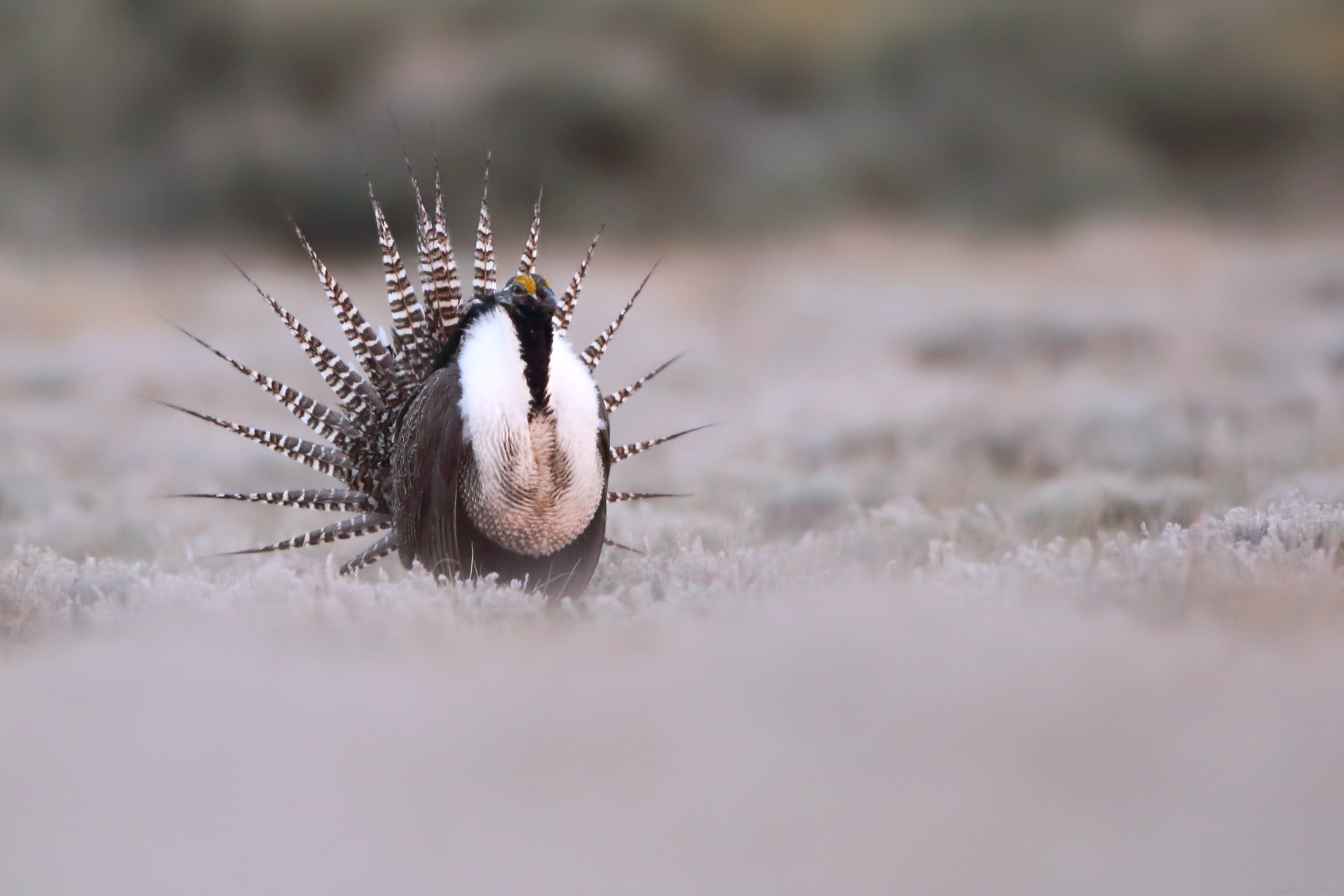   Gunnison sage grouse (IUCN: Endangered)   Order: Galliformes  Family: Phasianidae  Genus:  Centrocercus   Species:  minimus  