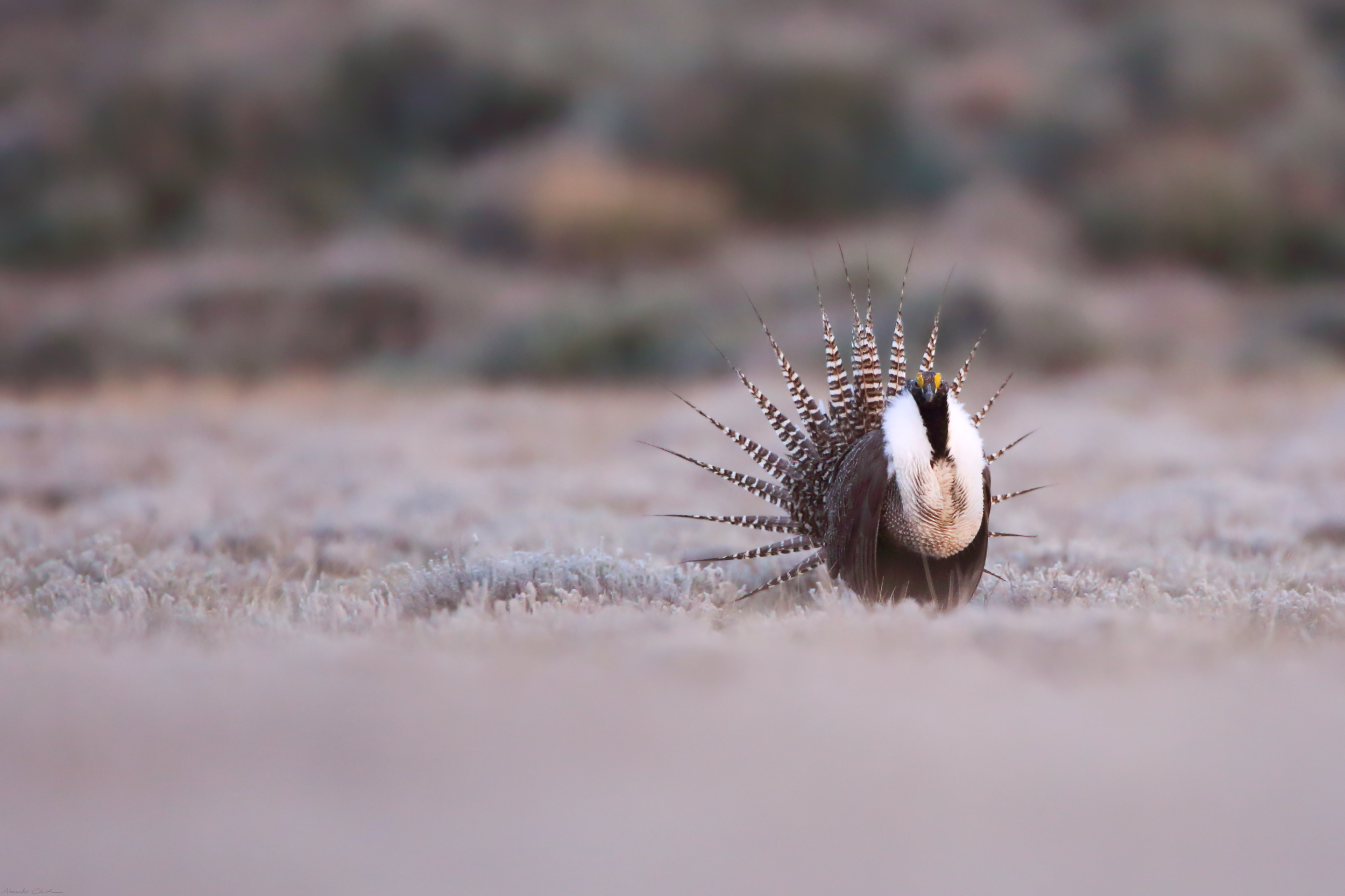 Gunnison Sage Grouse (11).png
