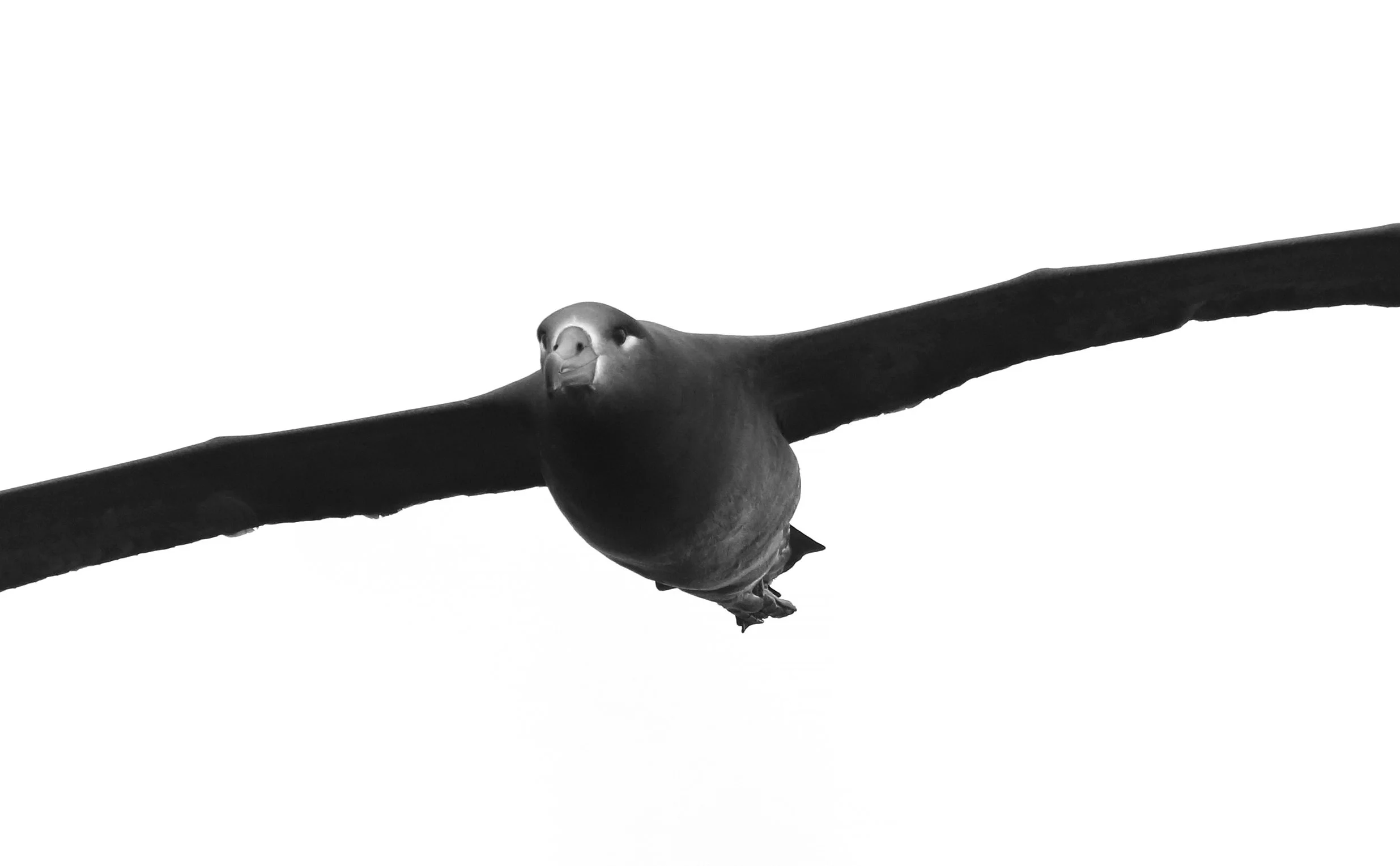 BF Albatross Close copy.jpg
