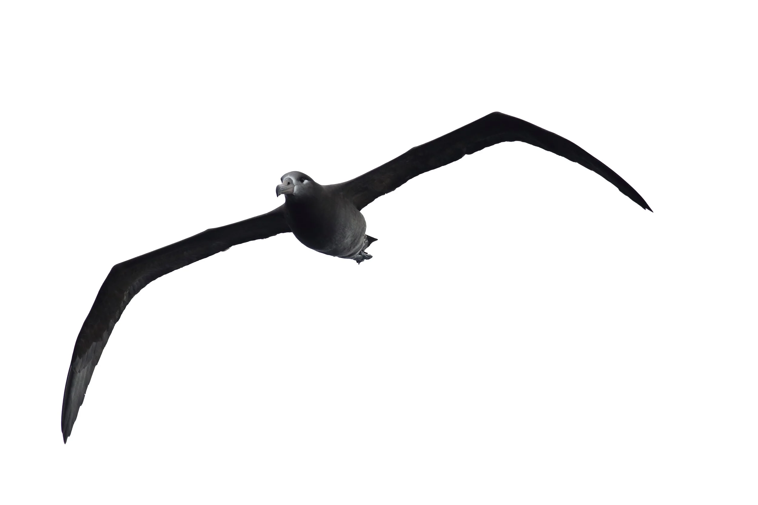 Black-footed Albatross (2).jpg