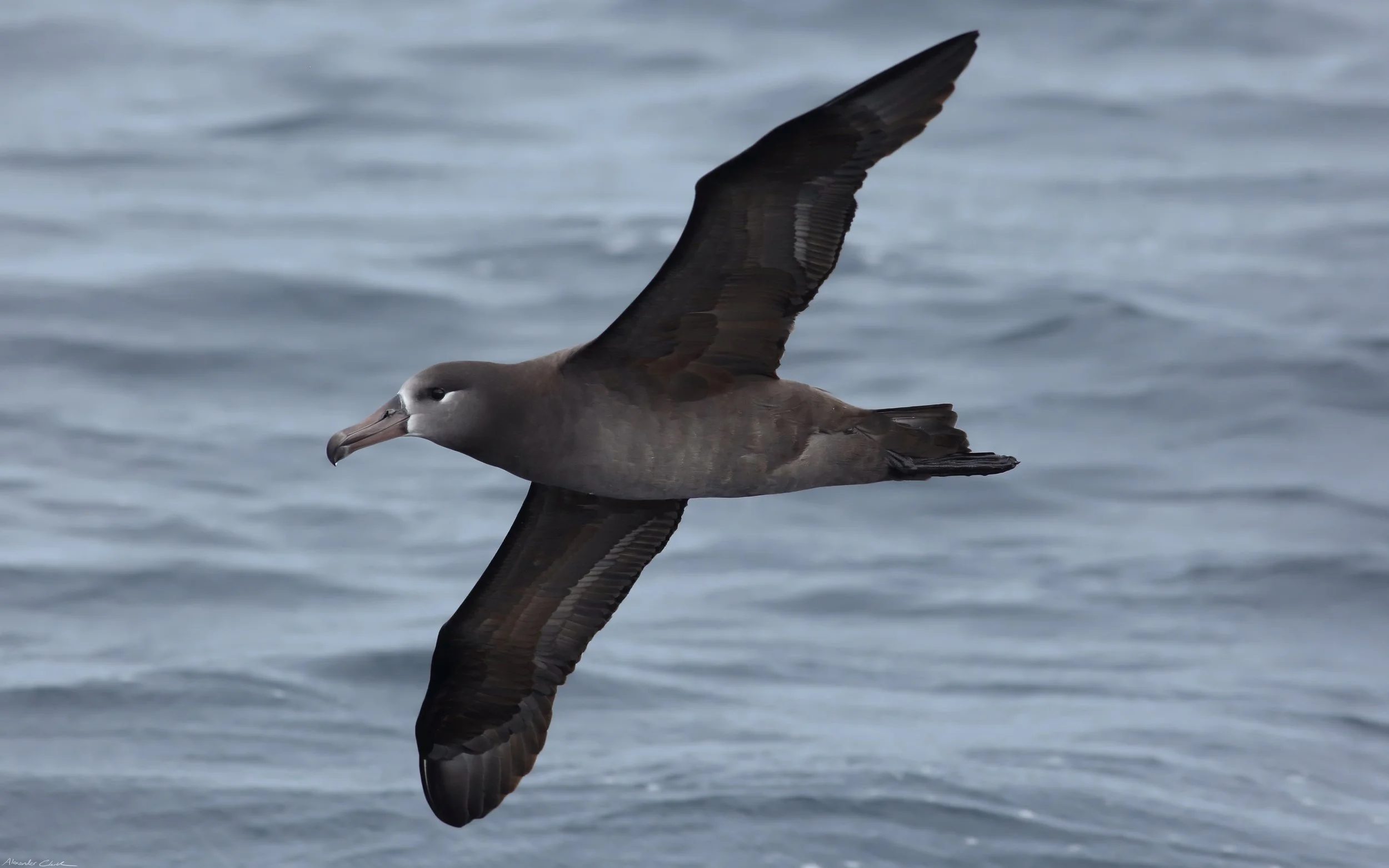Black-footed Albatross.jpg
