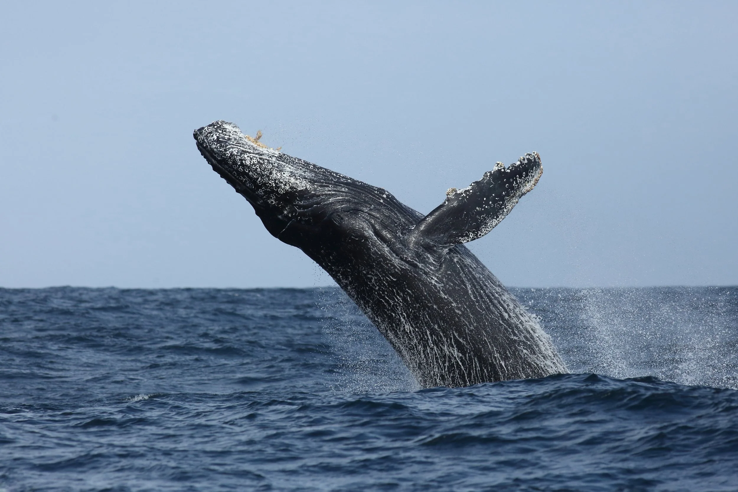 Humpback Whale.jpg