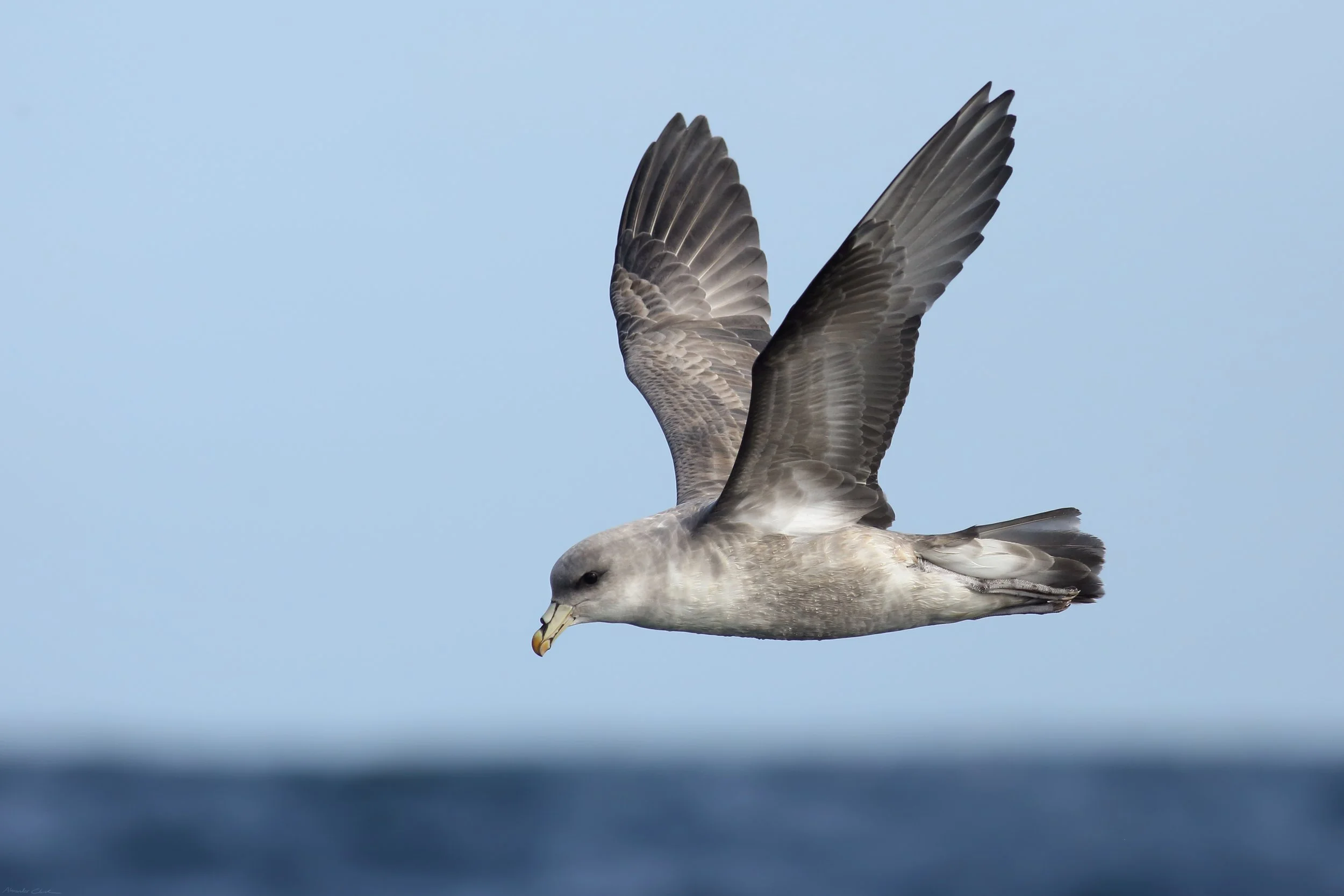 Northern fulmar.jpg