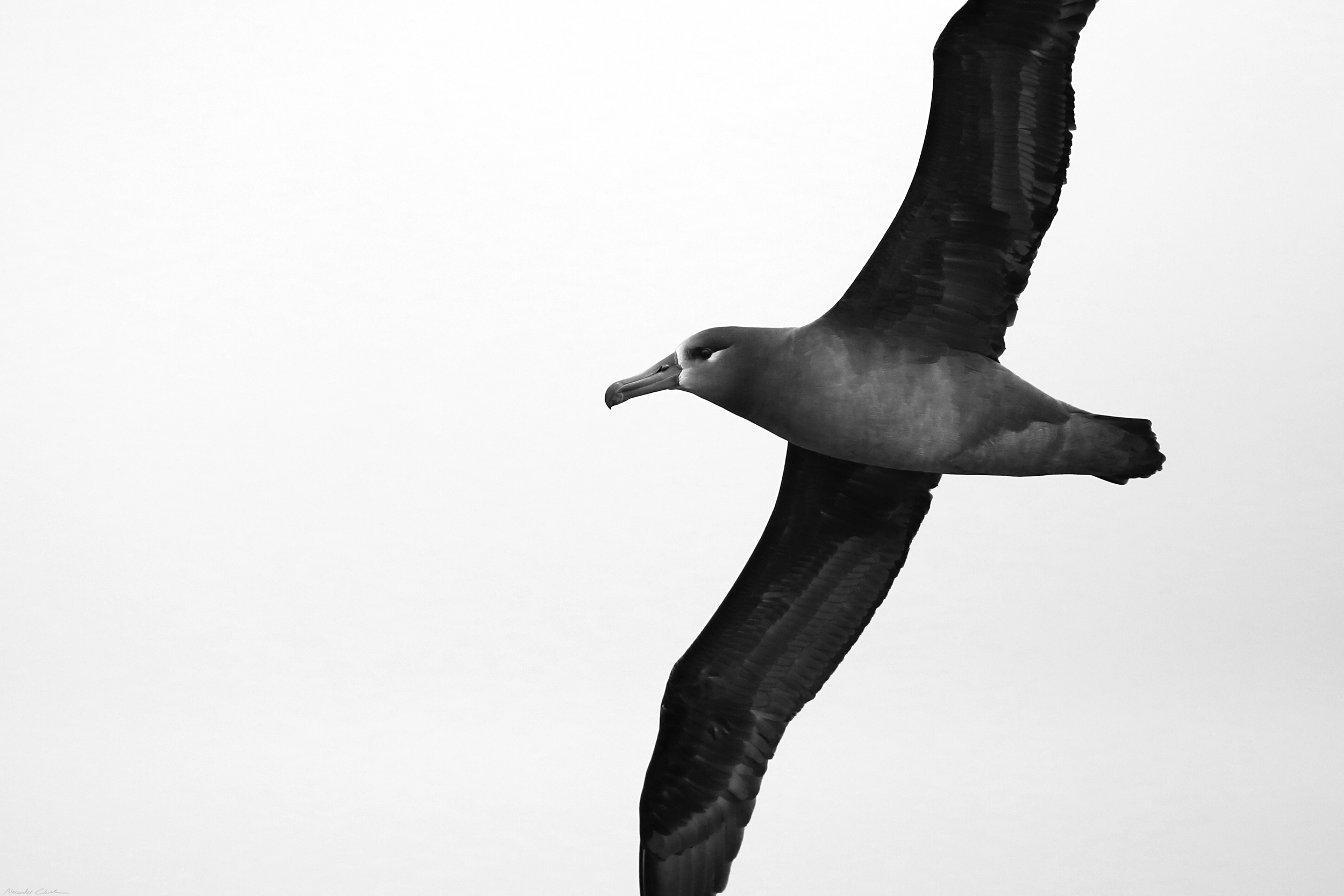 BF_albatross.png
